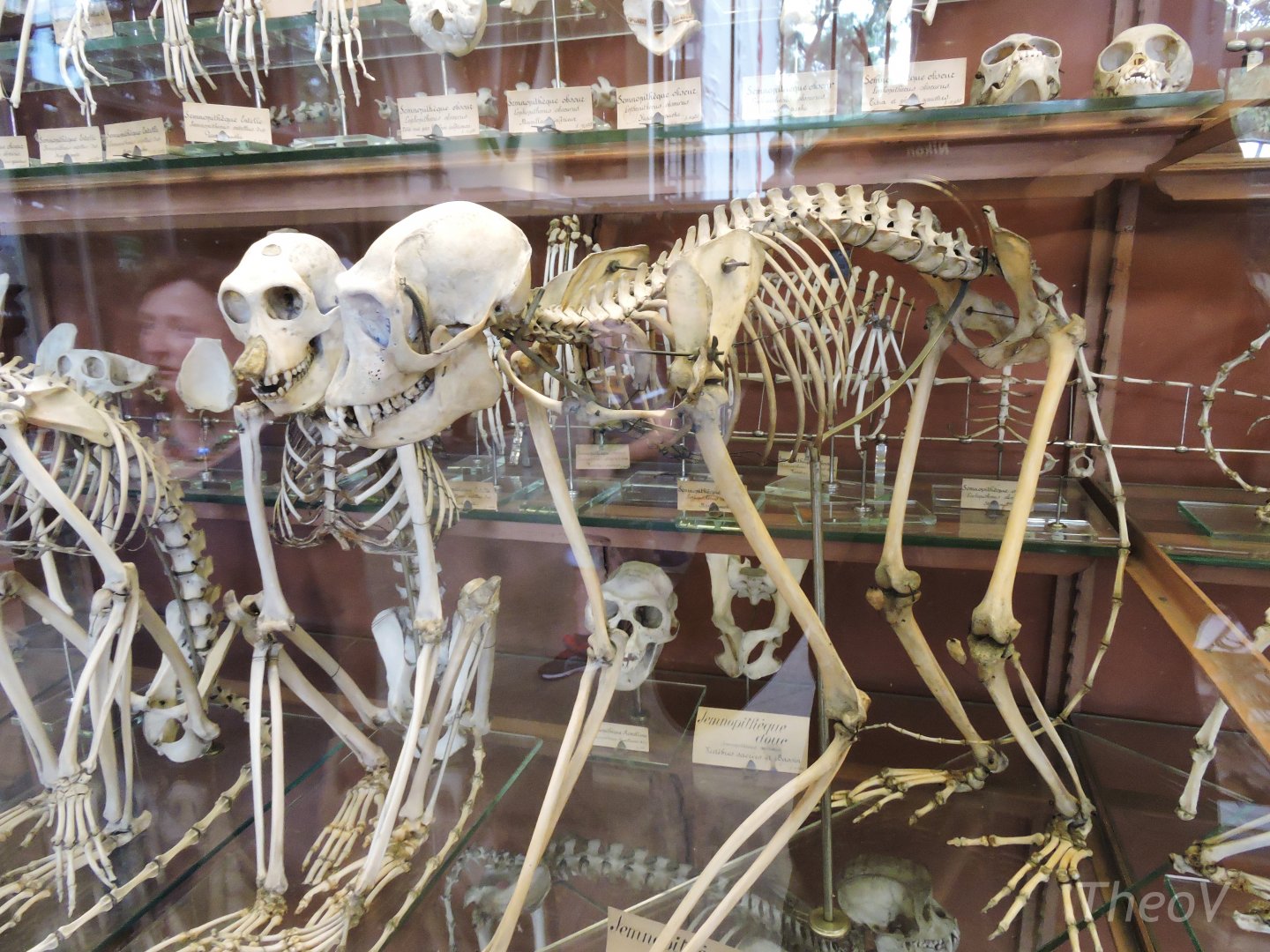 Red-shanked douc [2015]