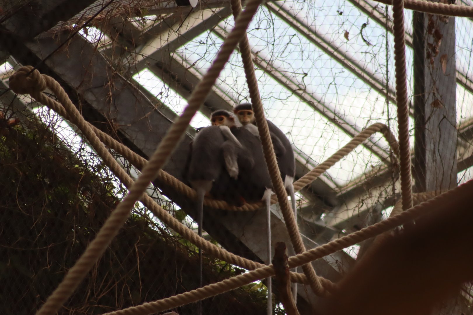 Red-shanked Douc - 7 July 2024