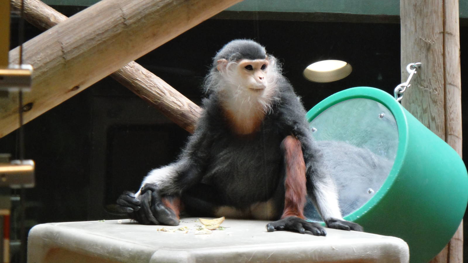 Red-shanked douc at Philadelphia zoo 2015-03-08