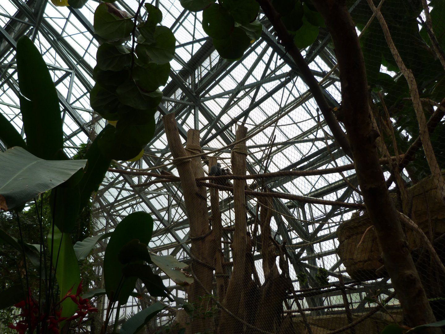 Red-shanked douc exhibit -ZooParc de Beauval (2025)