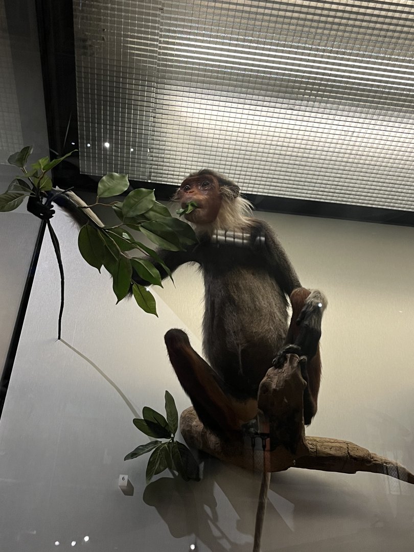 Red-shanked douc langur 29.7.23