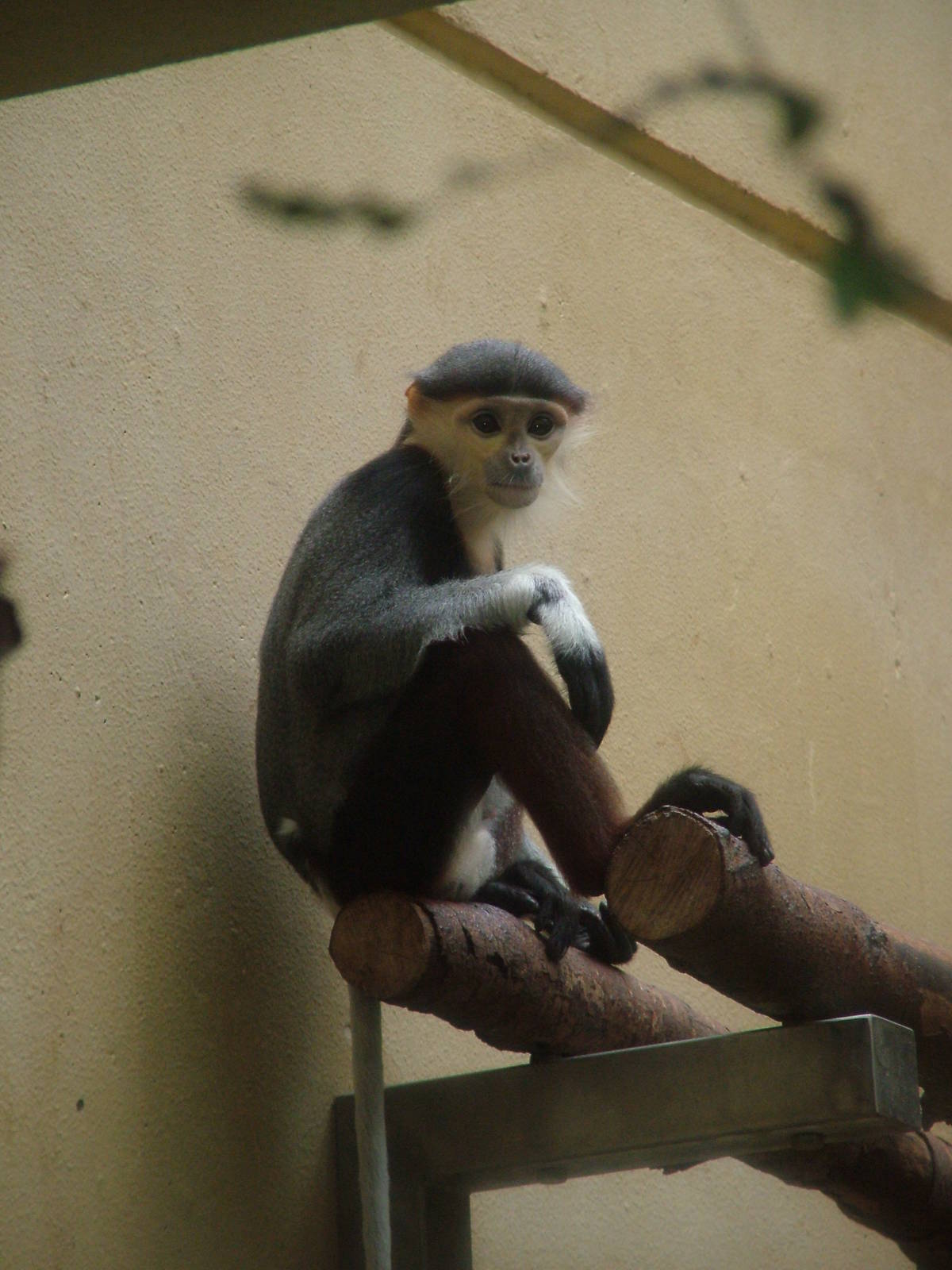 Red-shanked Douc Langur at Cologne, 07/09/10