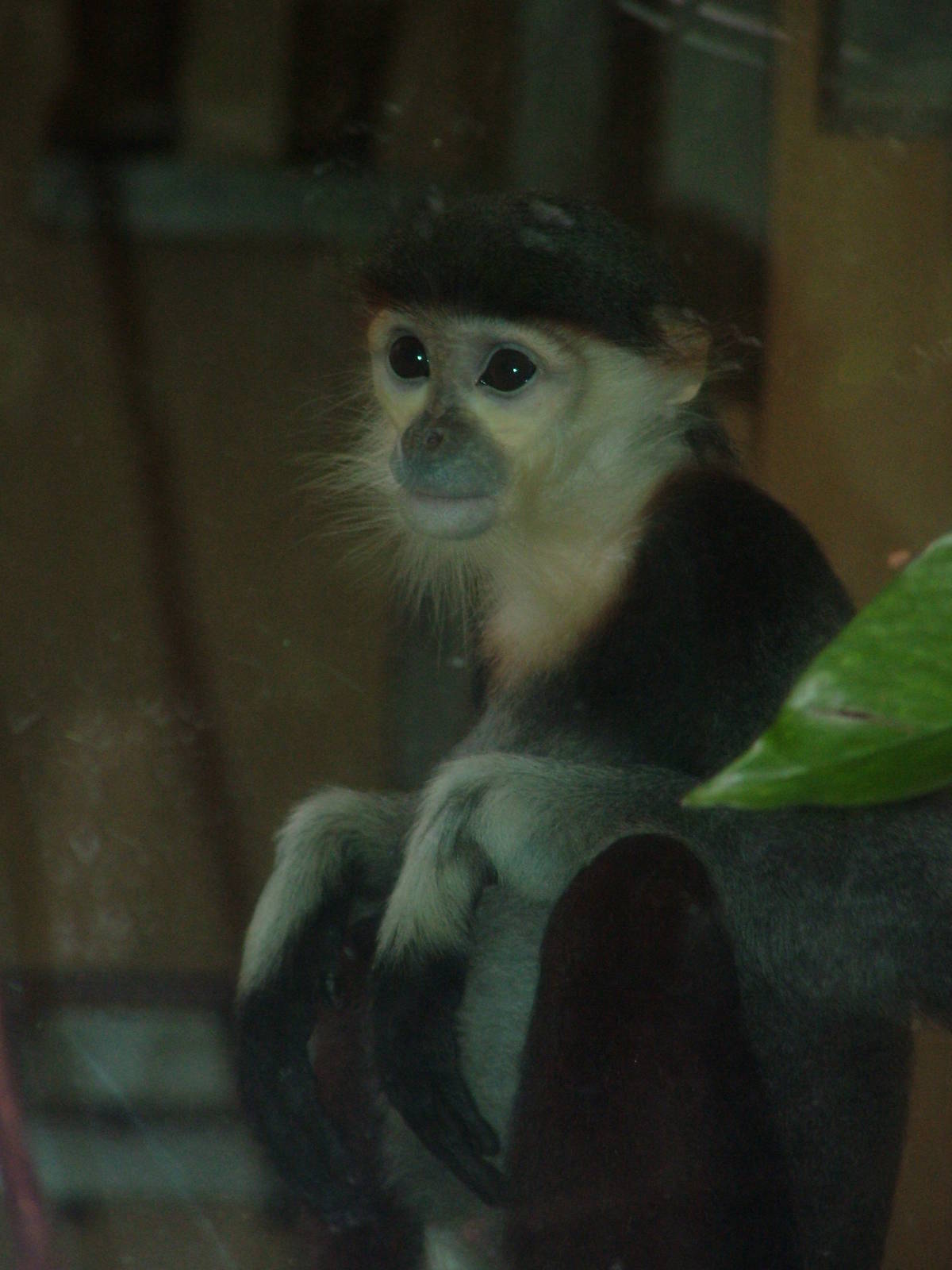 Red-shanked Douc Langur at Cologne, 07/09/10