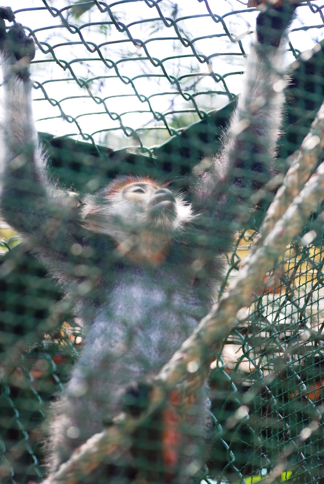 Red-shanked Douc Langur at Saigon Zoo, 16/03/12