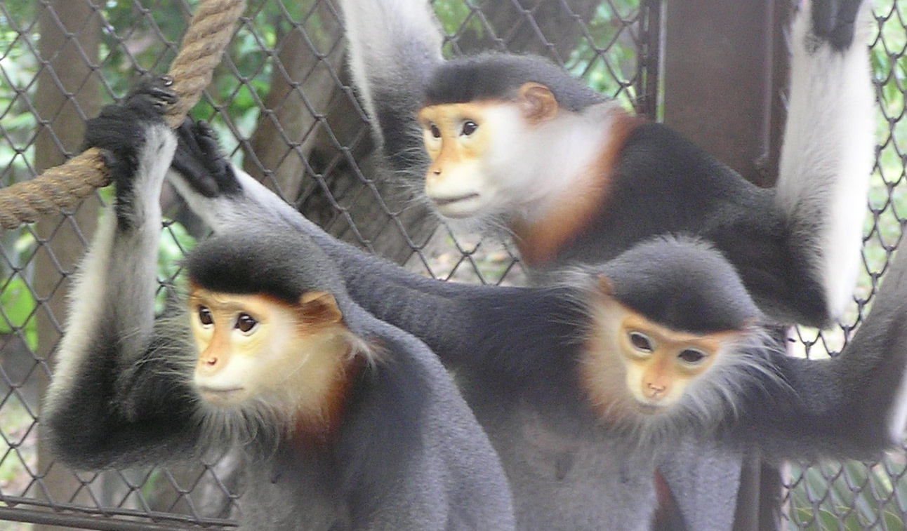 Red-shanked douc langur - Dusit