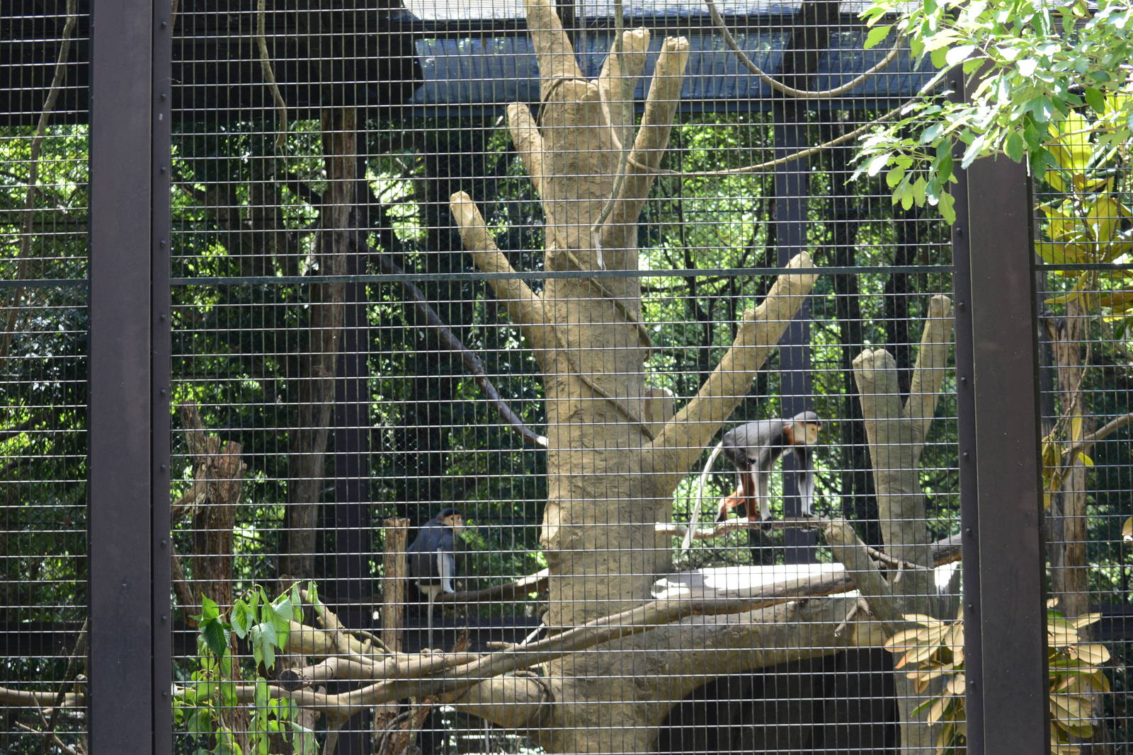 Red-shanked douc langur enclosure