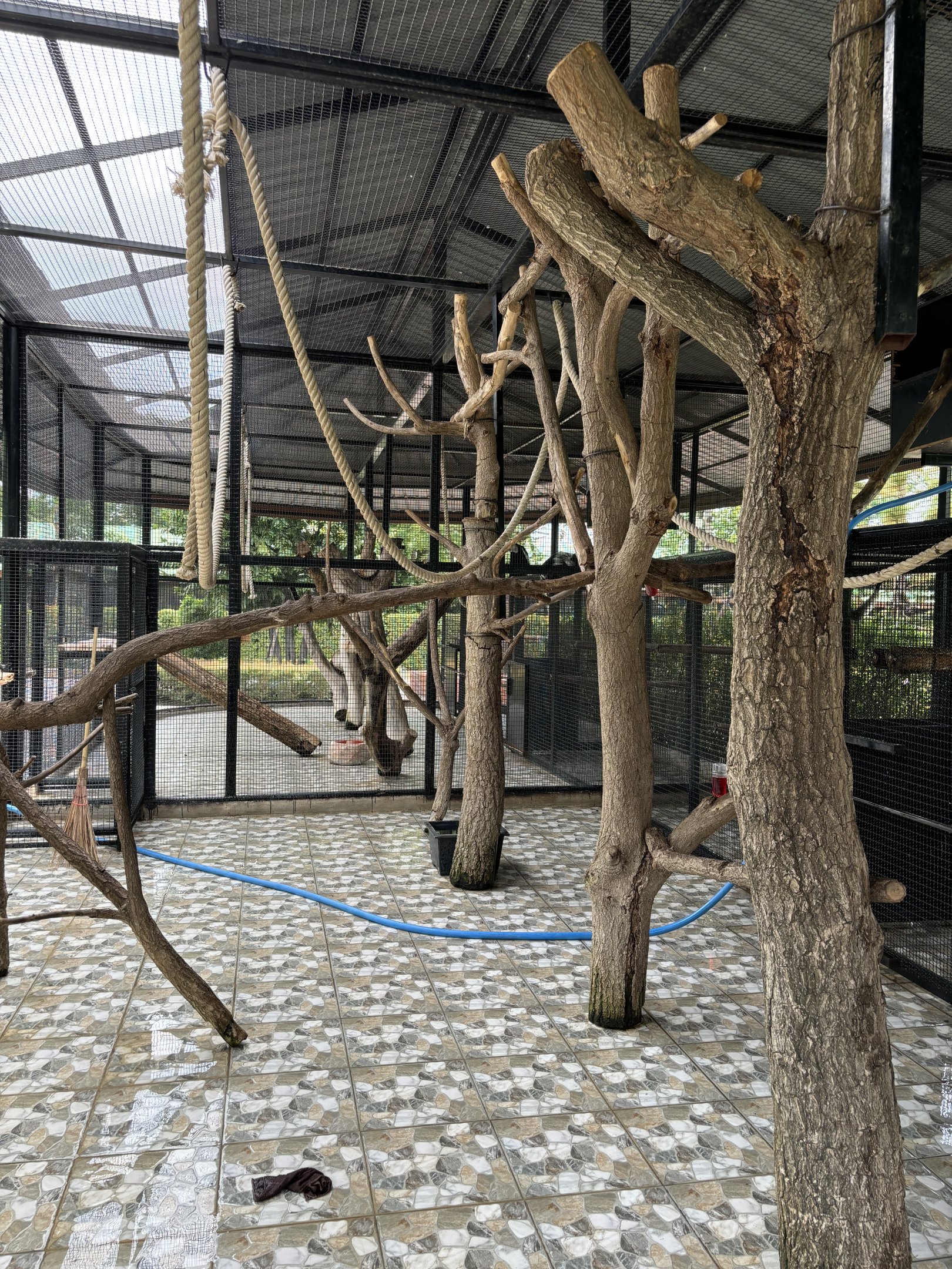 Red-shanked Douc Langur Exhibit #1 - Lion Park