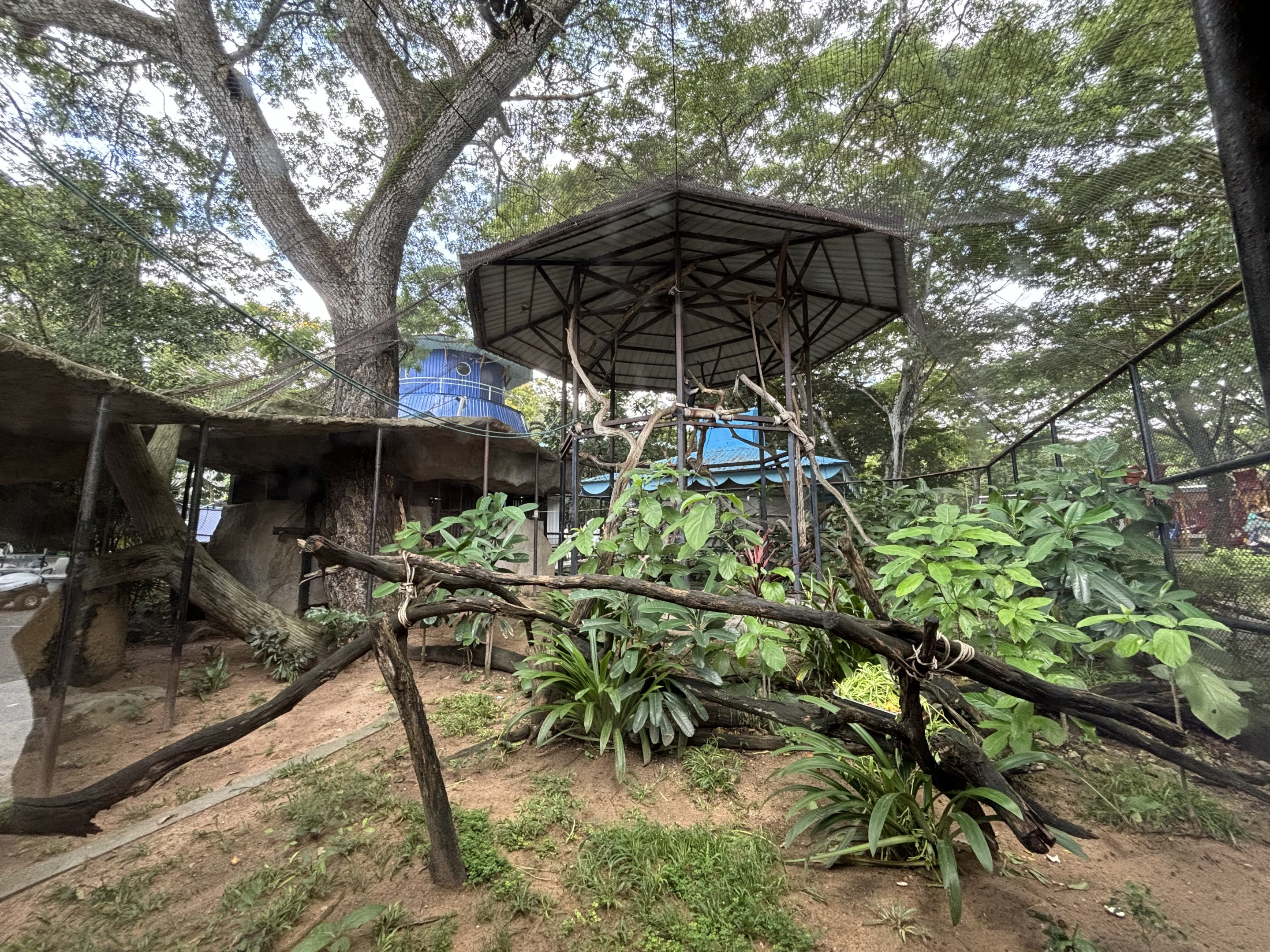 Red-shanked Douc Langur Exhibit #5