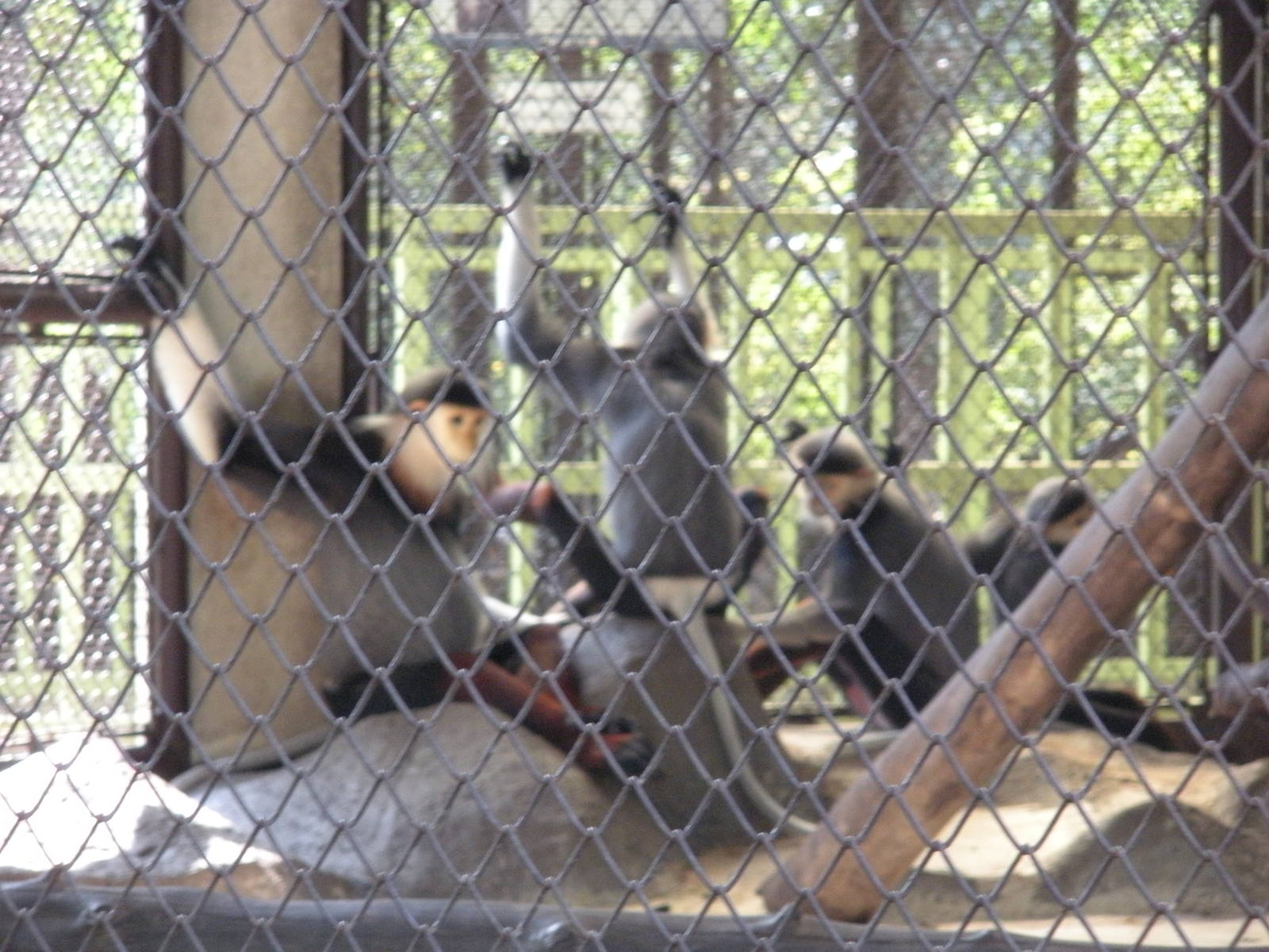 Red shanked Douc Langur Exhibit