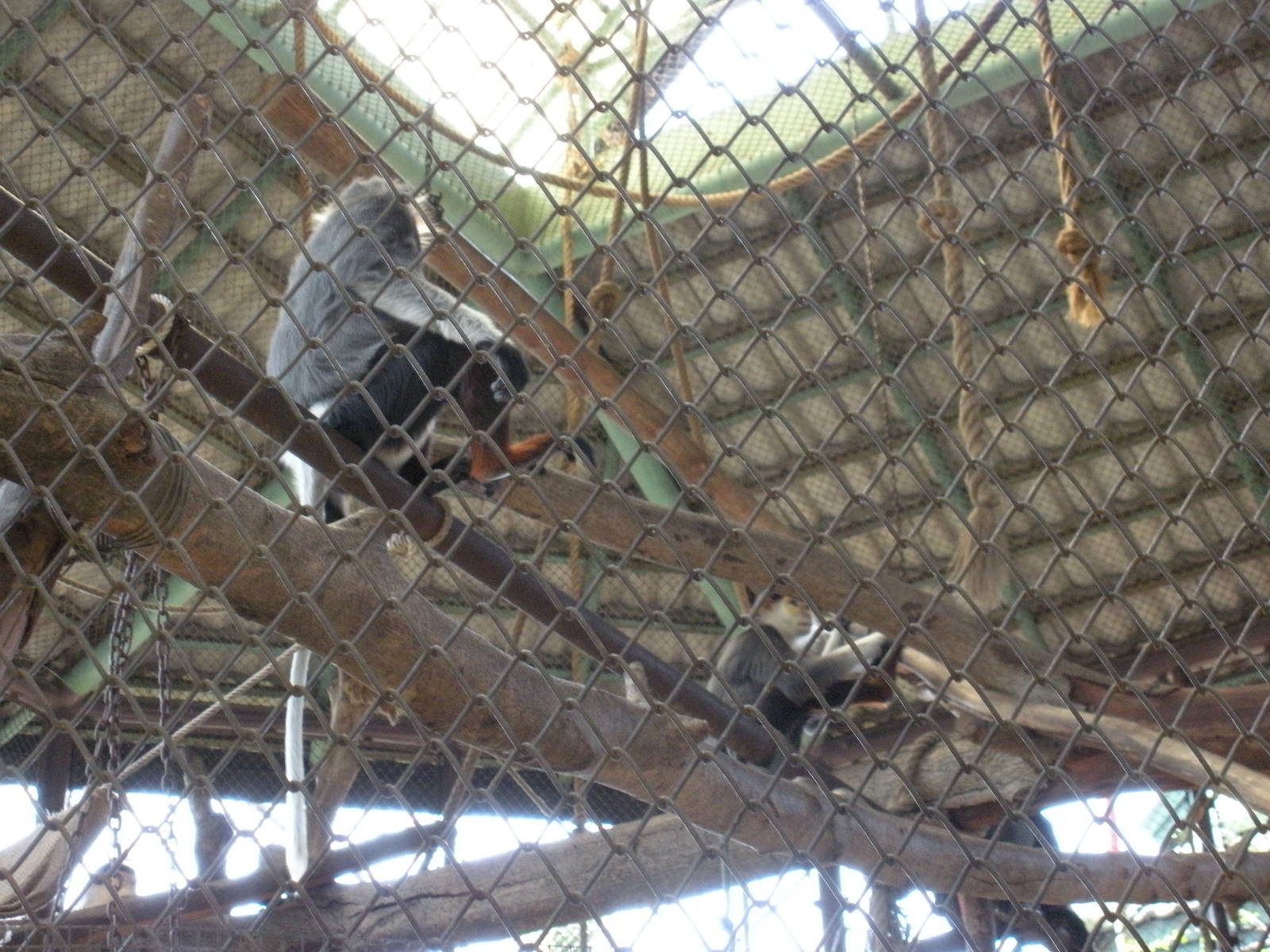 Red shanked Douc Langur Exhibit