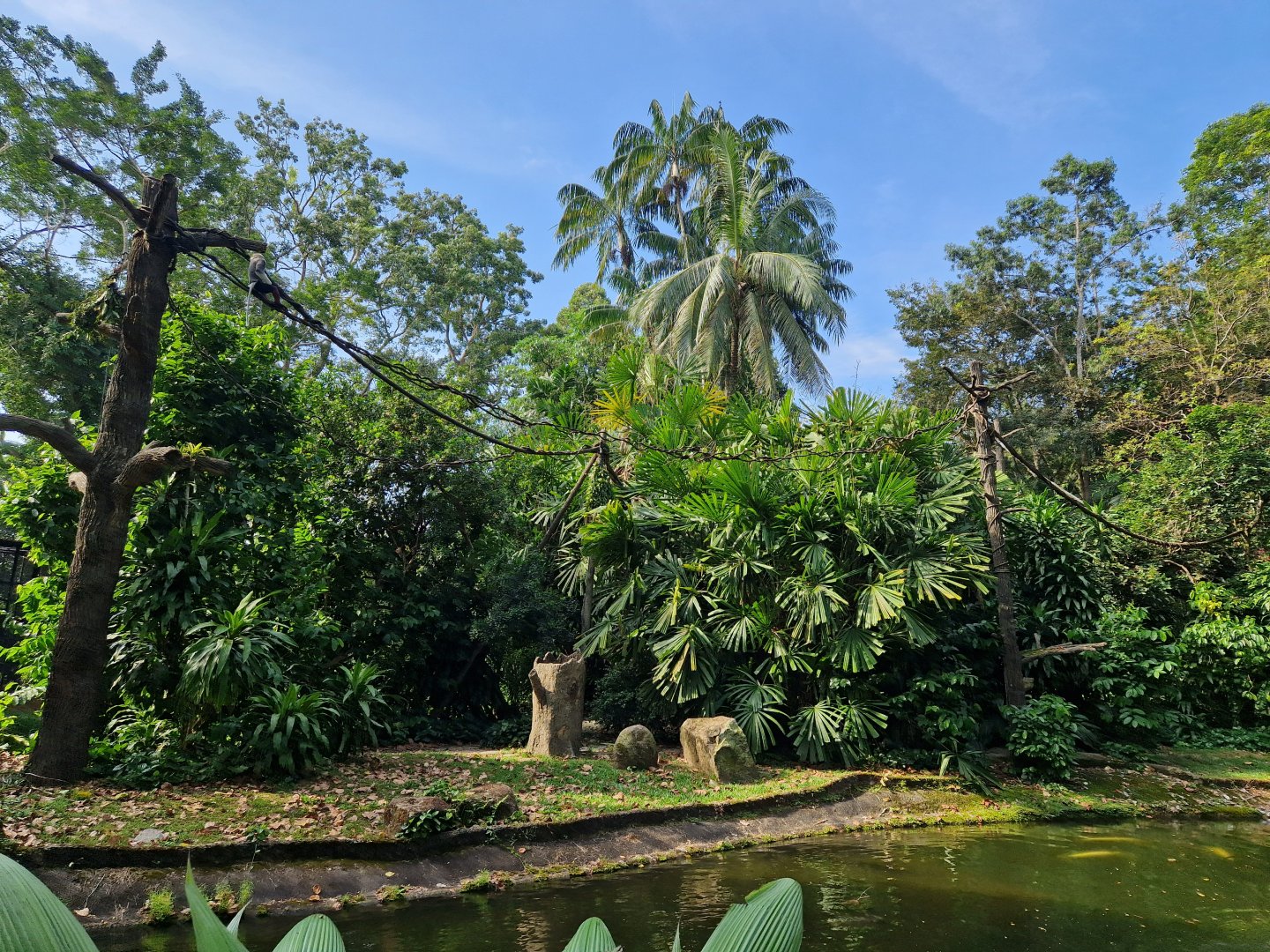 Red-shanked Douc Langur exhibit