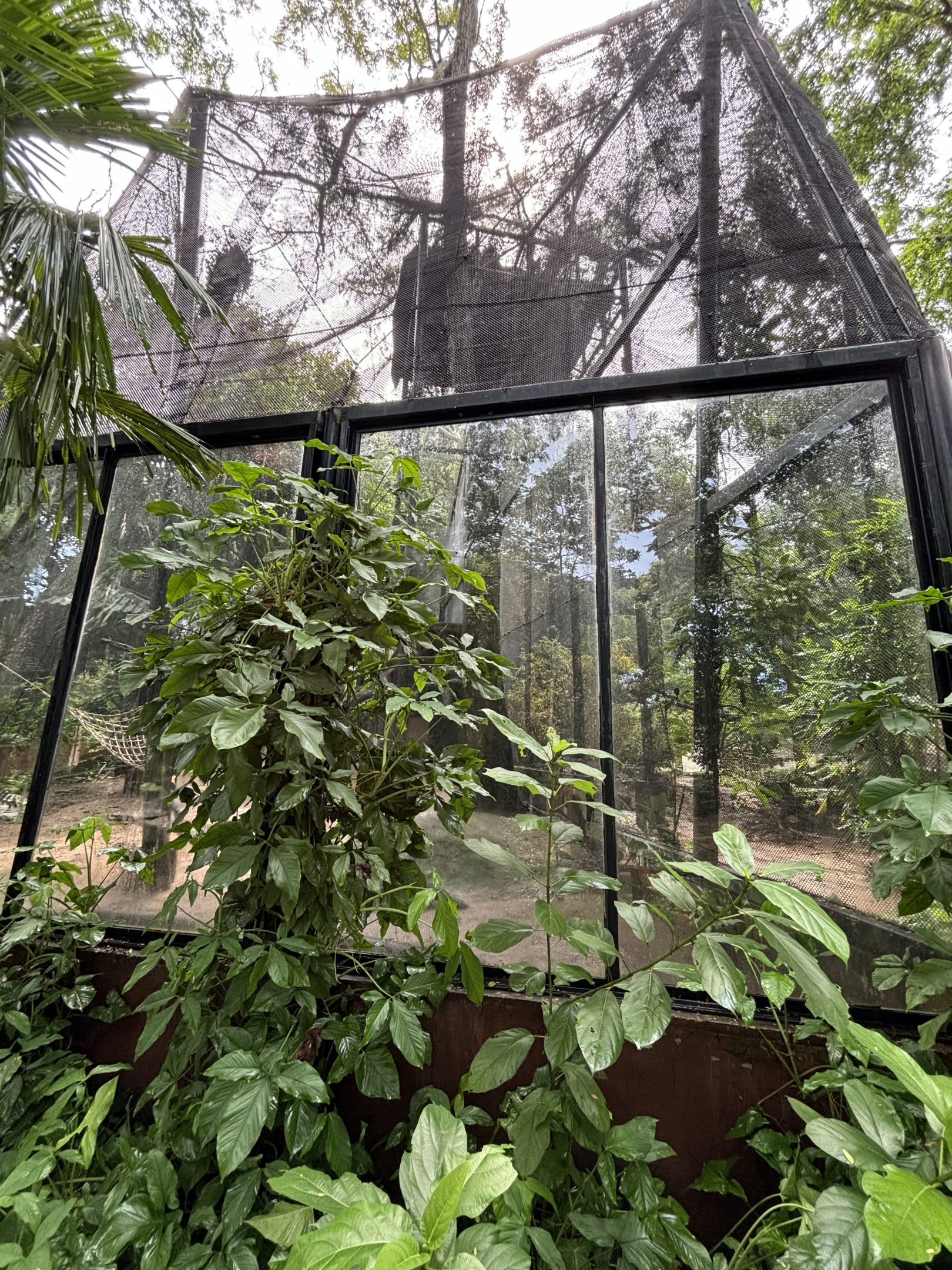 Red-shanked Douc Langur Exhibit