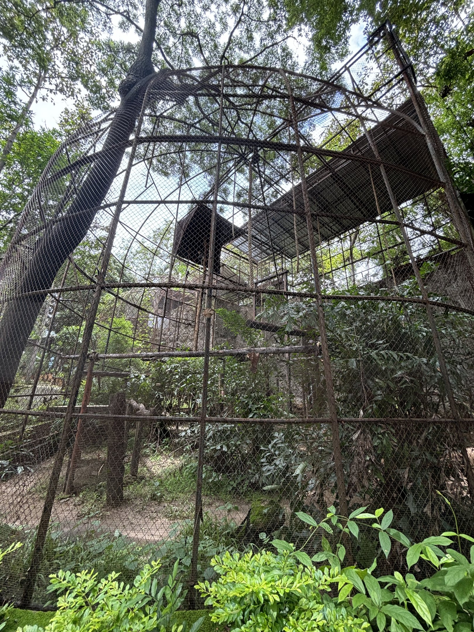 Red-shanked Douc Langur Exhibit