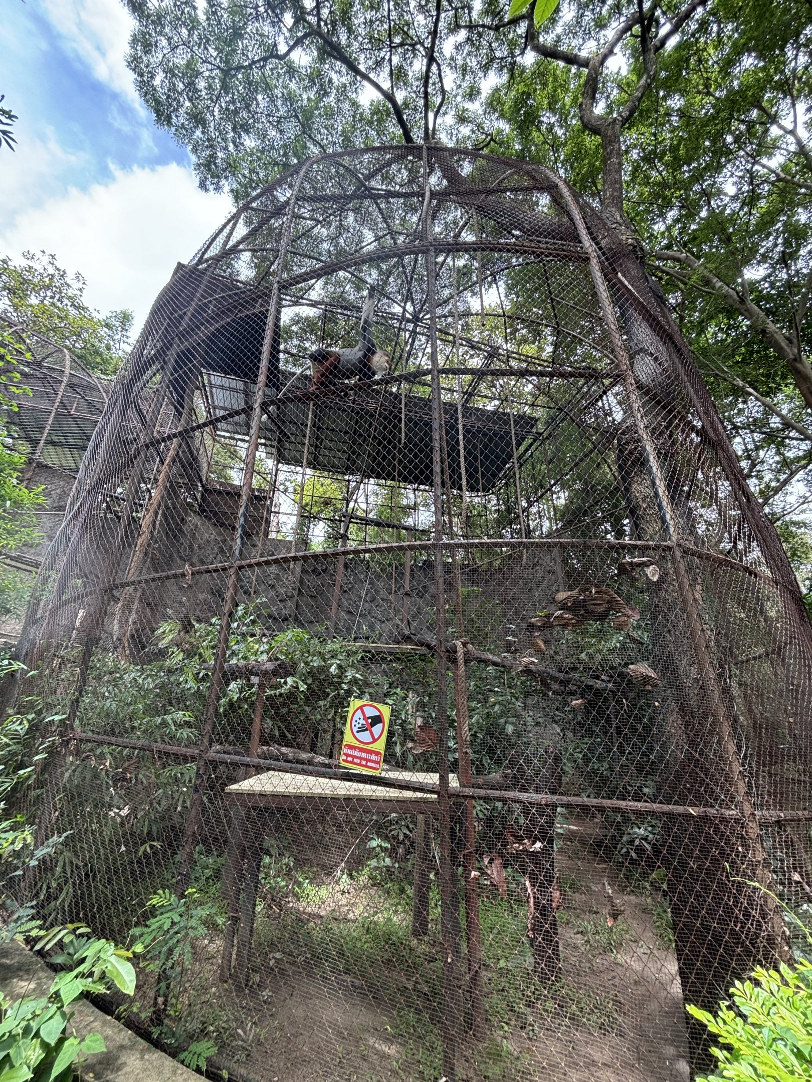 Red-shanked Douc Langur Exhibit