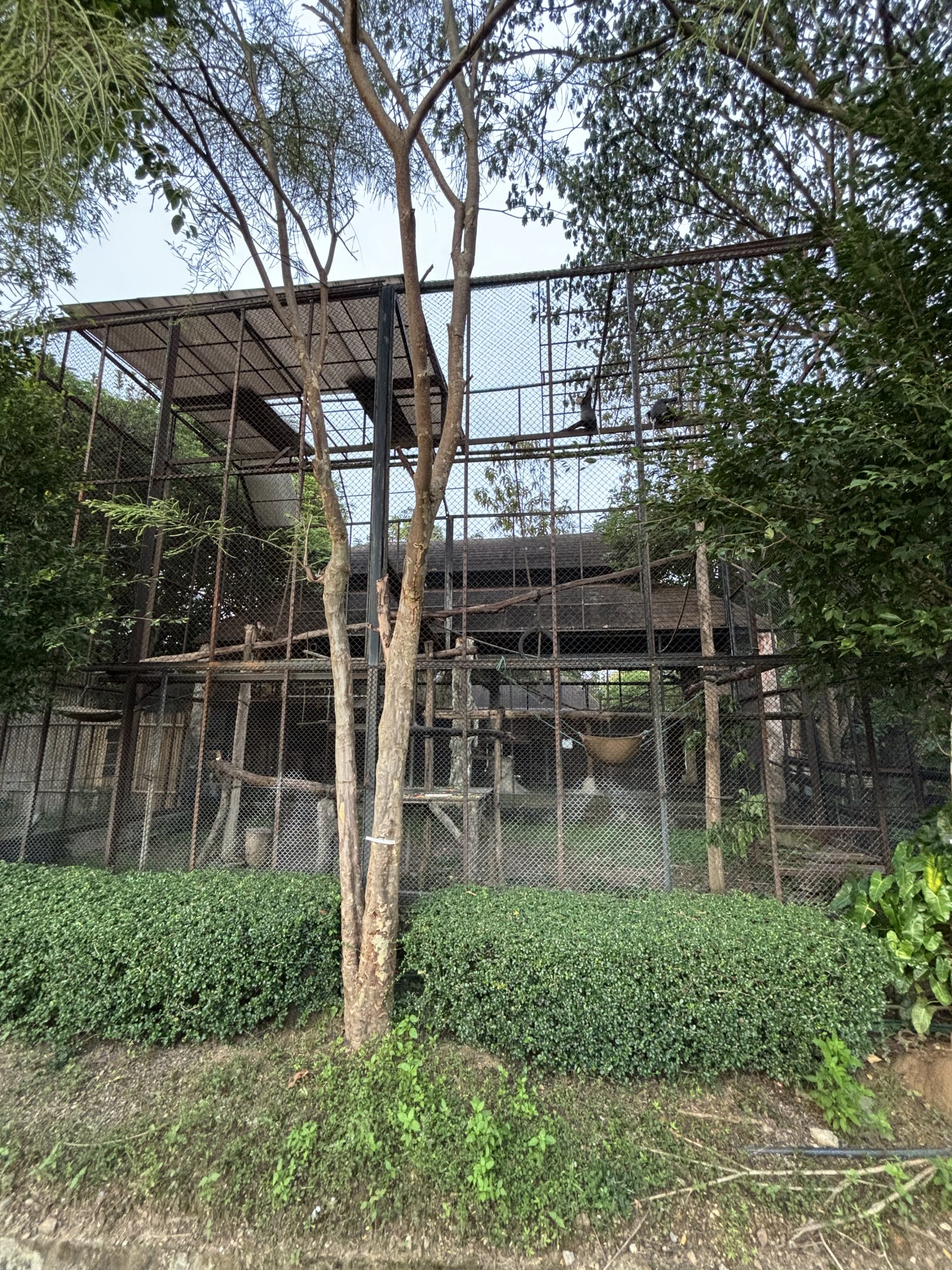 Red-shanked Douc Langur Exhibit