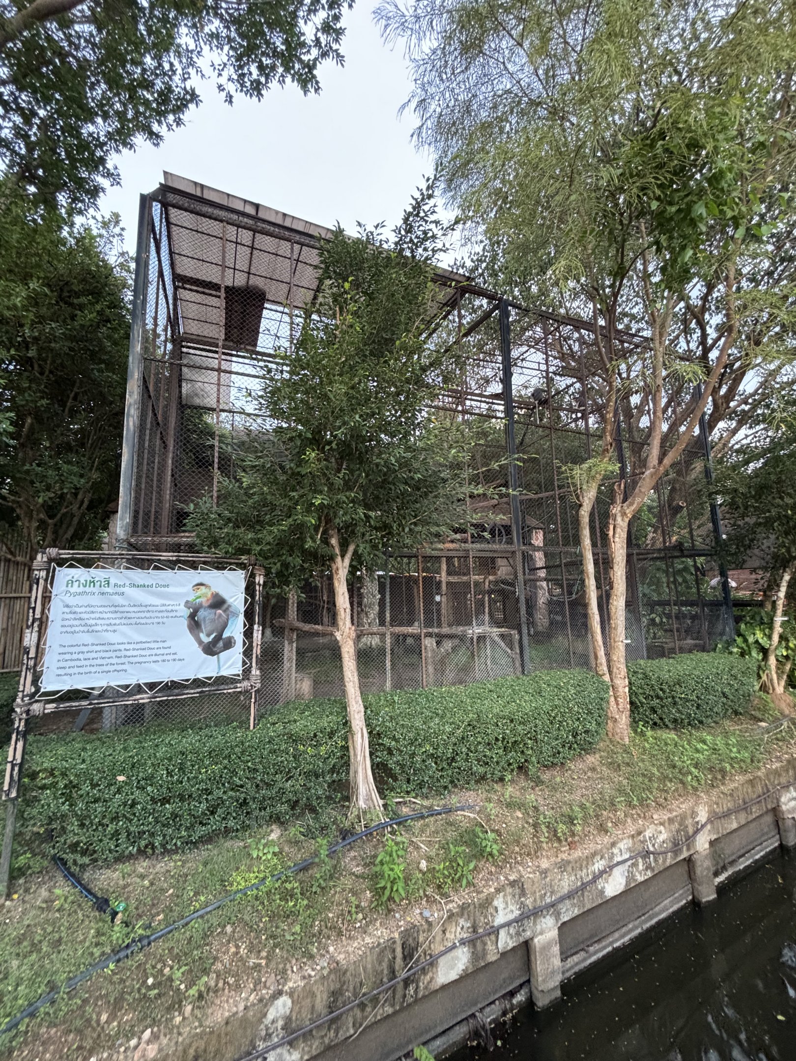 Red-shanked Douc Langur Exhibit