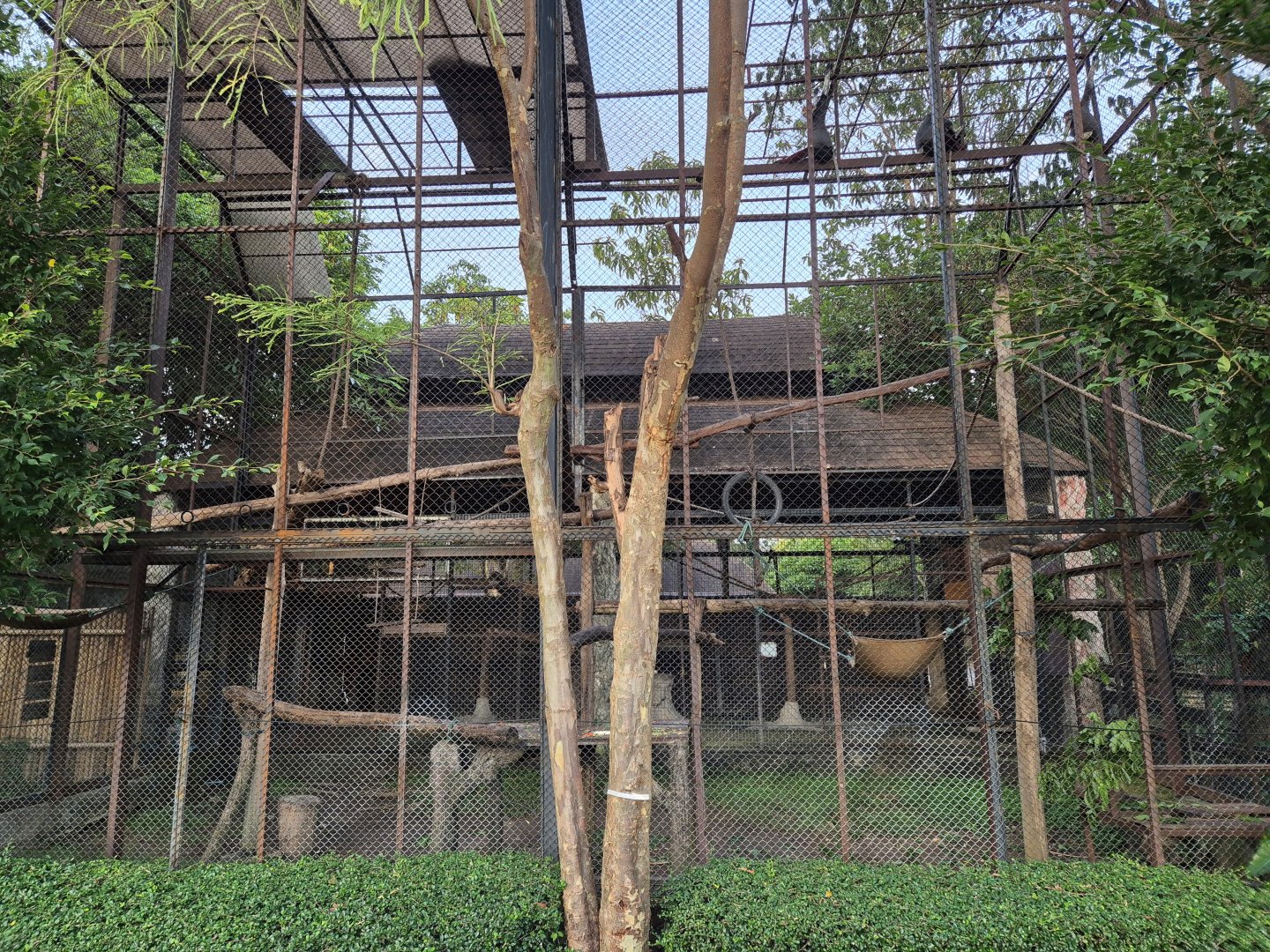 Red-shanked Douc Langur exhibit