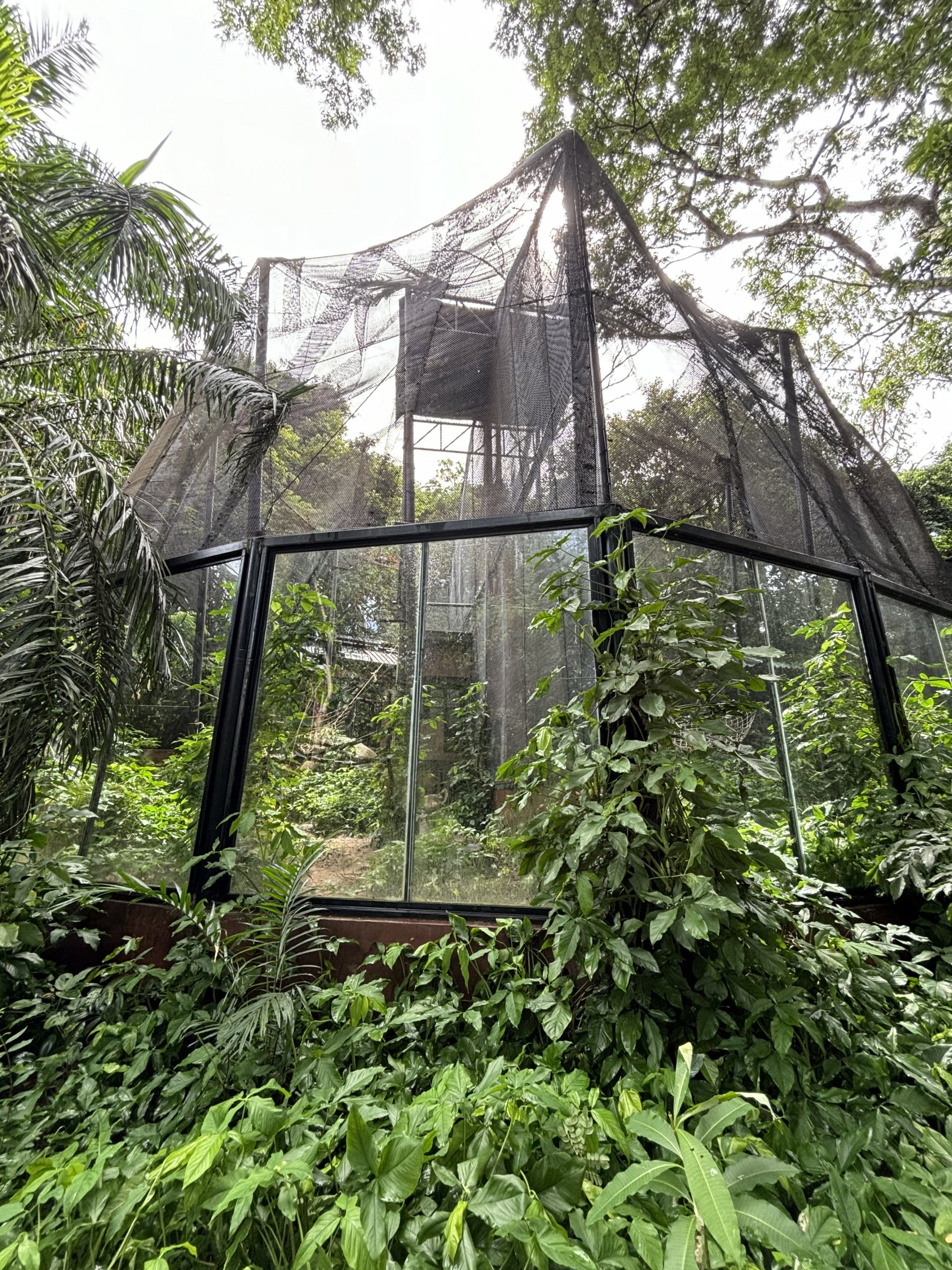 Red-shanked Douc Langur Exhibits