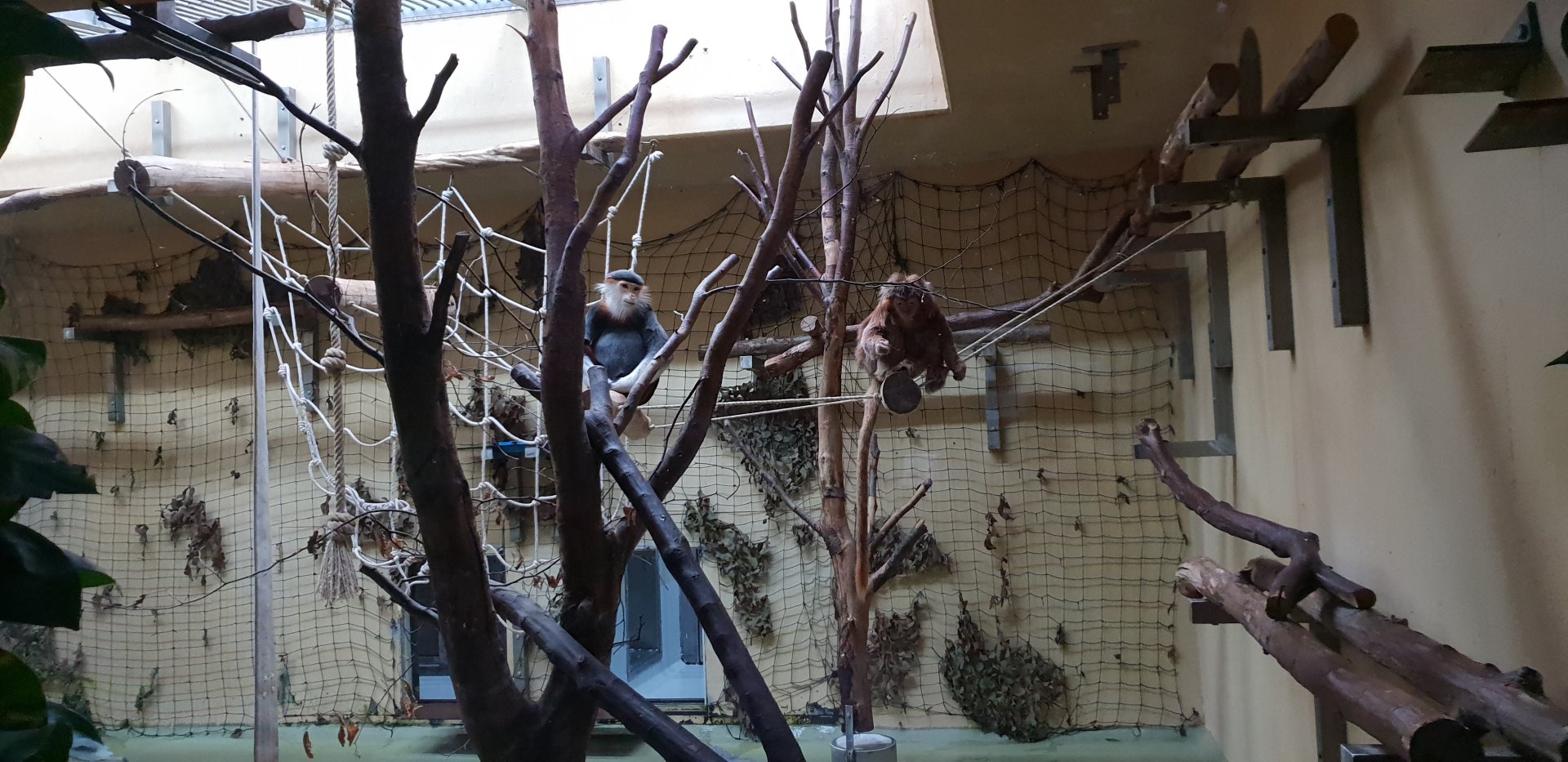 Red-shanked douc langur, Javan langur