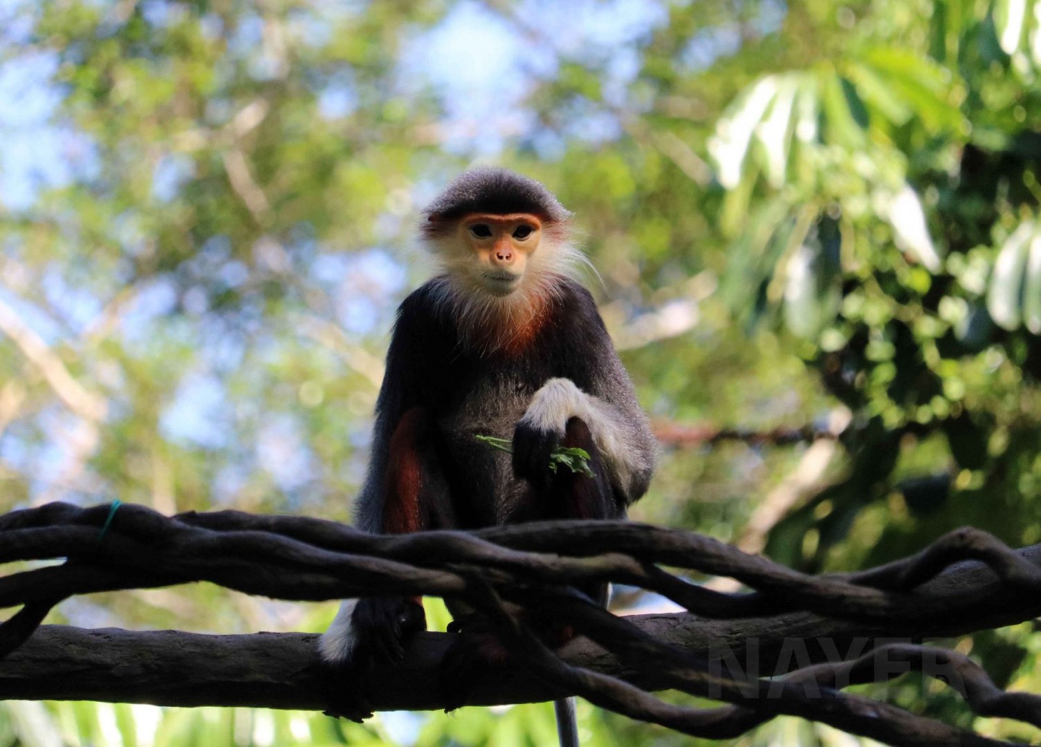 Red-shanked douc langur, July 2016