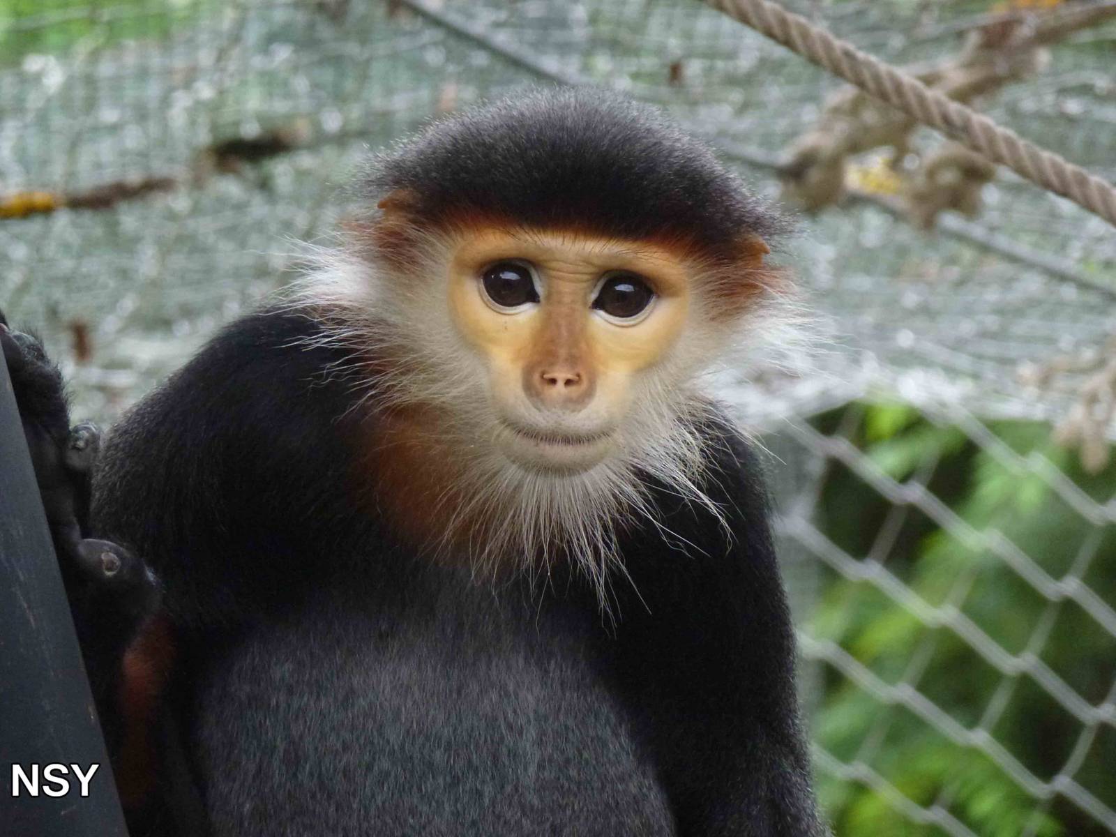 Red-shanked douc langur, June 2013.