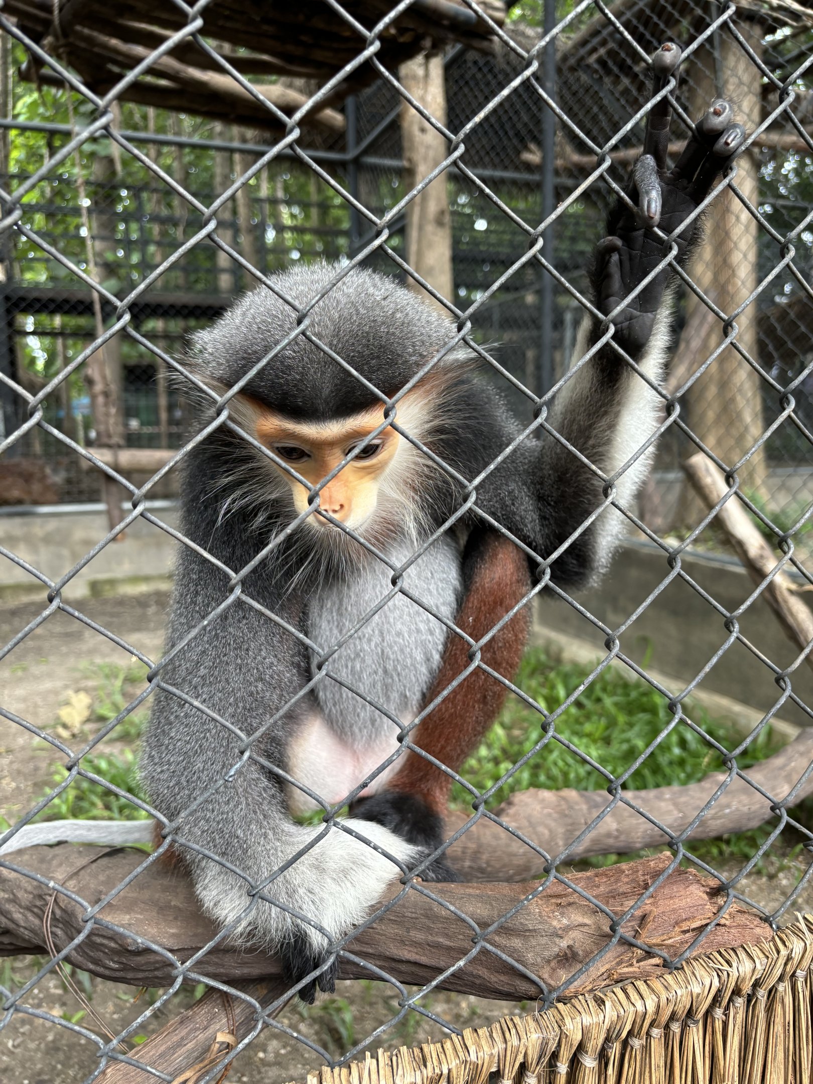 Red-shanked Douc Langur - Lanna Mini Zoo