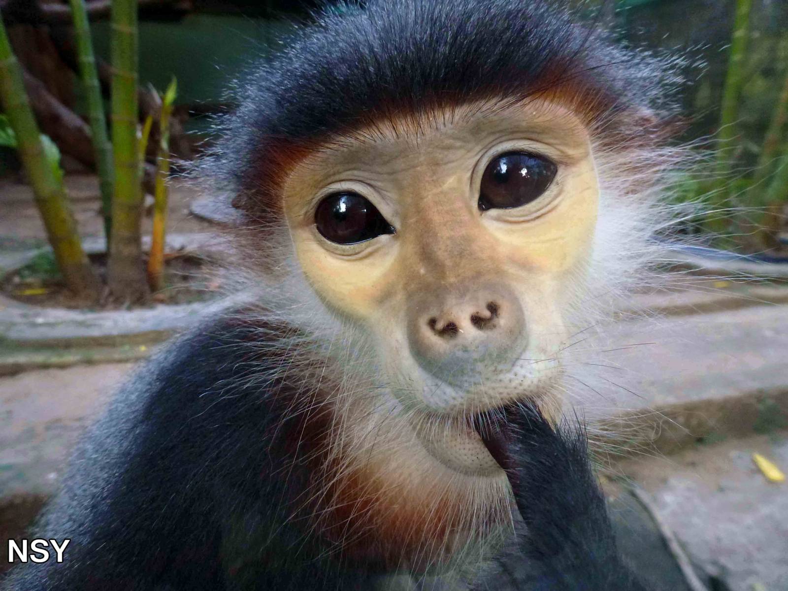 Red-shanked douc langur, May 2013.