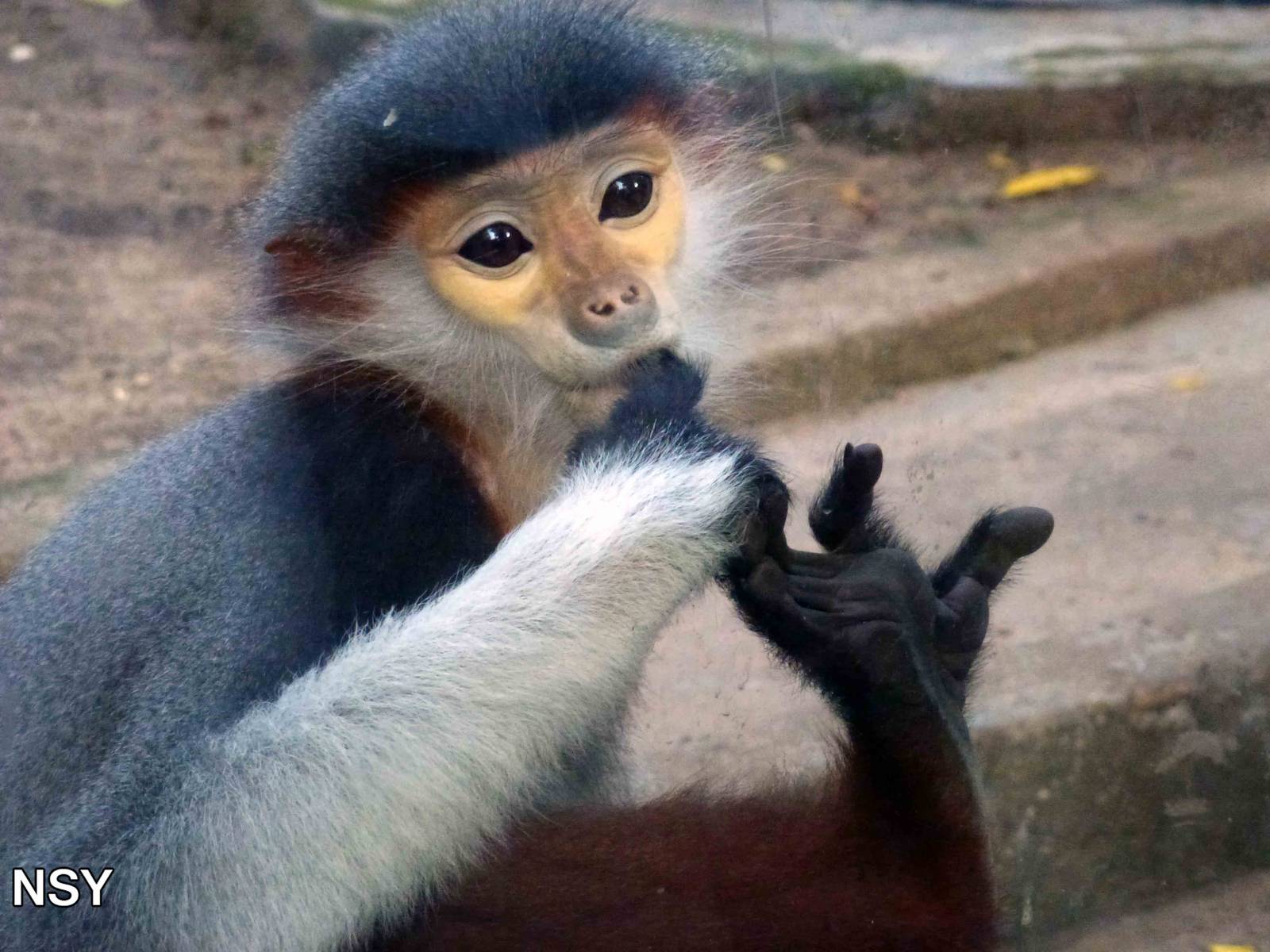 Red-shanked douc langur, May 2013.