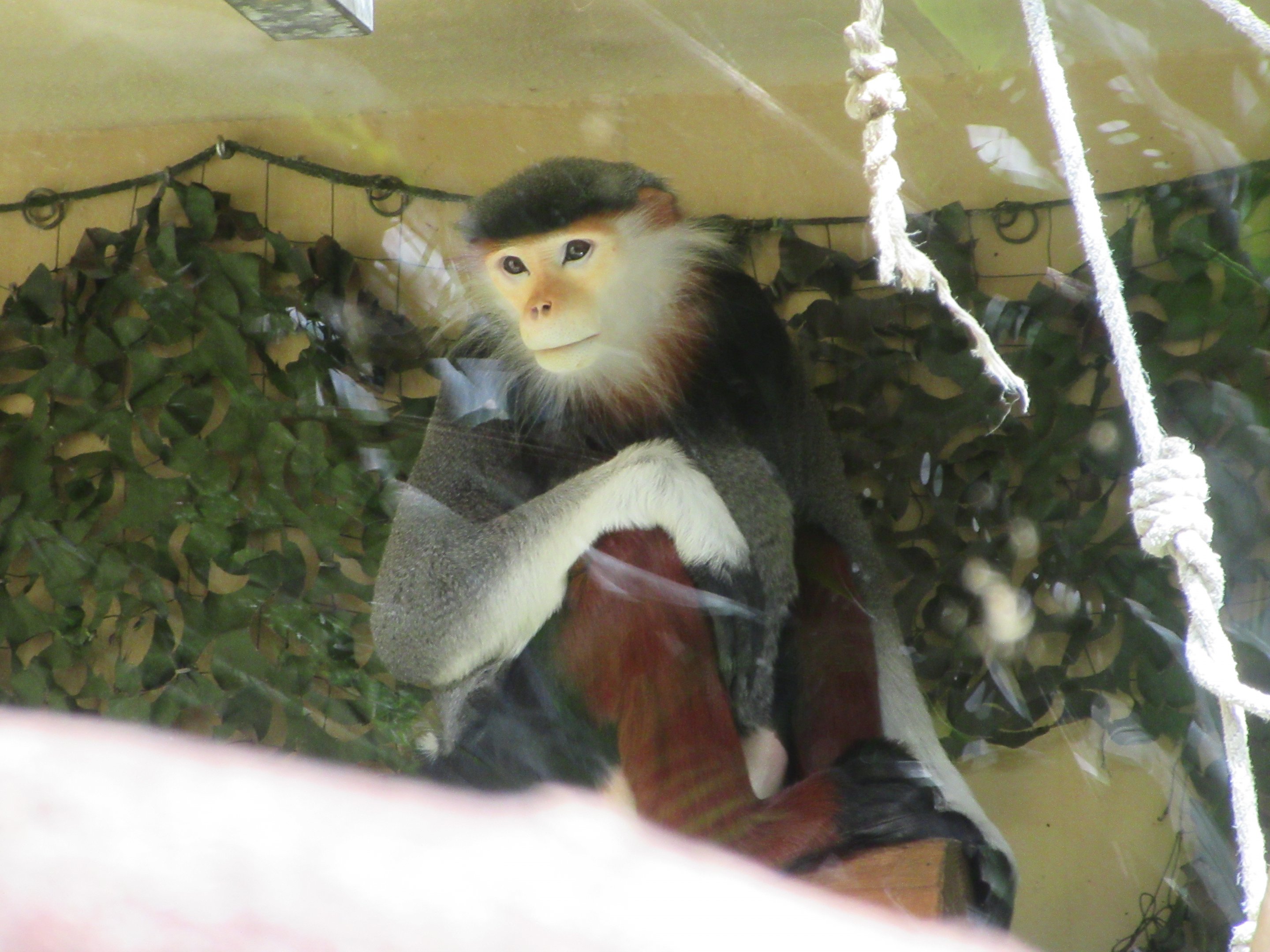 Red-shanked Douc Langur (poor quality photo, but it's still alive!)