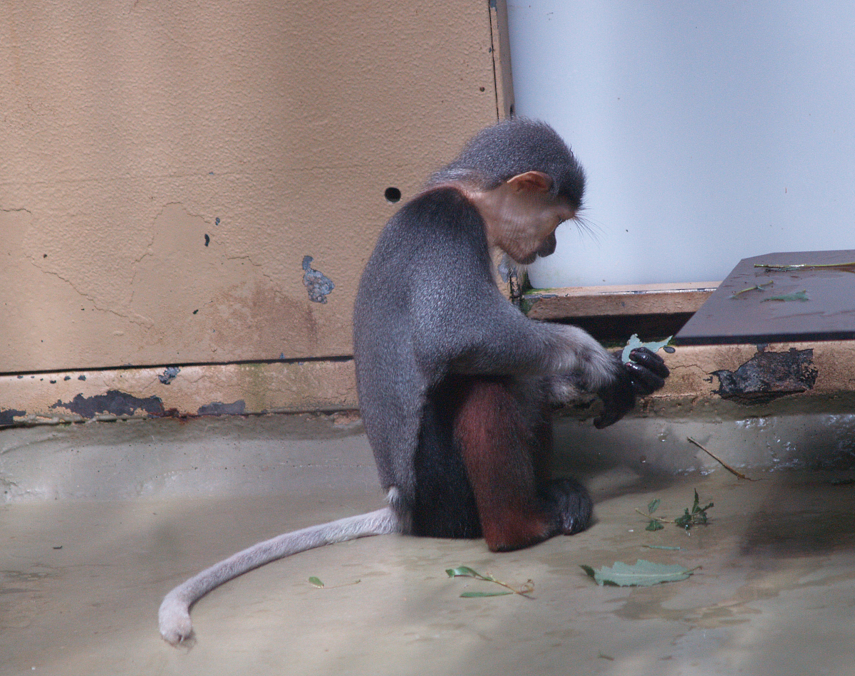 Red-shanked douc langur (Pygathrix nemaeus), 2008-06-28