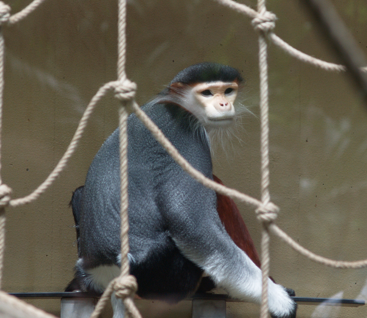 Red-shanked douc langur (Pygathrix nemaeus), 2008-06-28