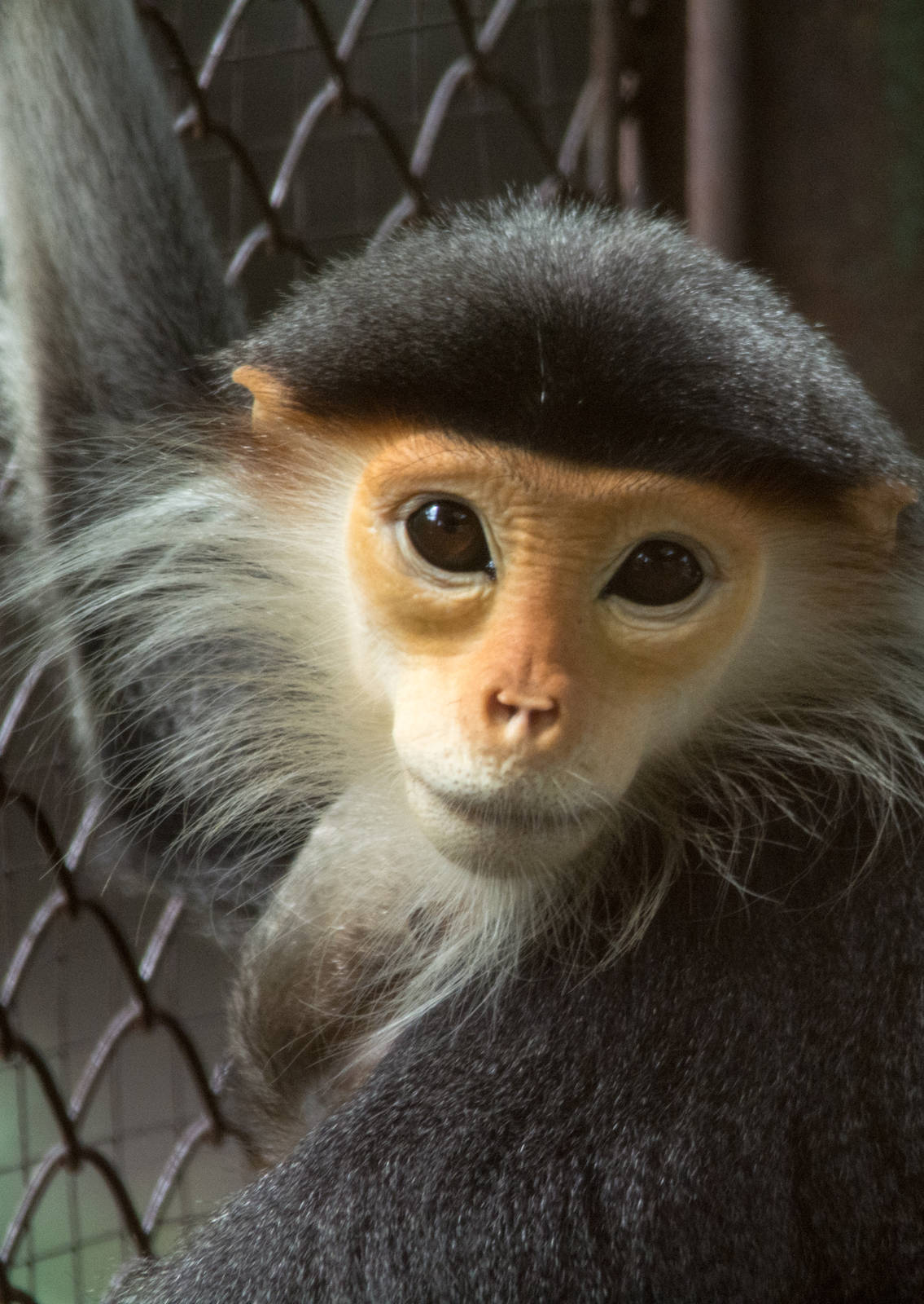 Red Shanked Douc Langur - Pygathrix nemaeus - Dusit Zoo 2014