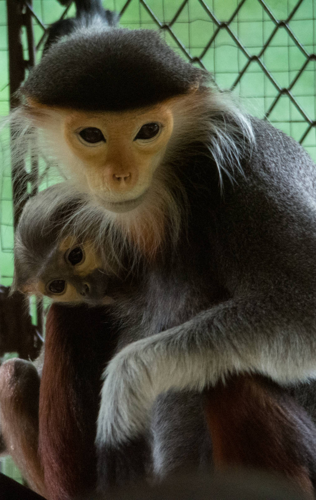 Red Shanked Douc Langur - Pygathrix nemaeus - Dusit Zoo 2014