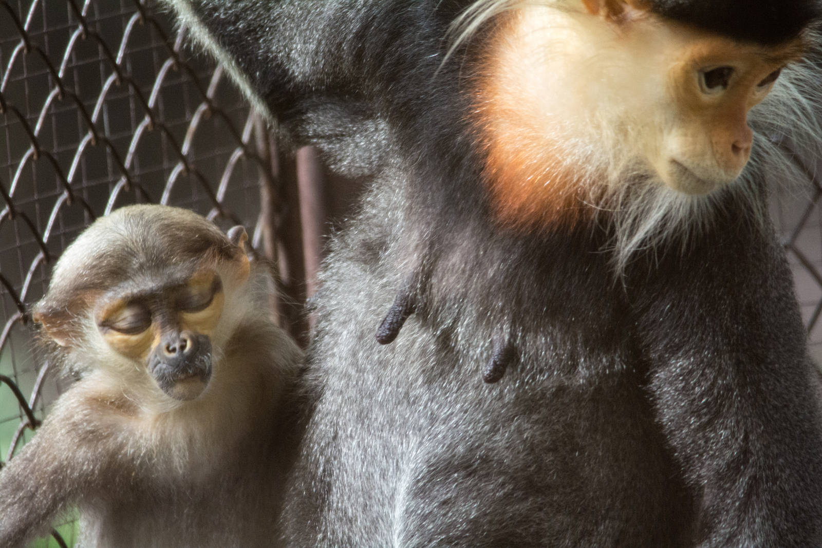 Red Shanked Douc Langur - Pygathrix nemaeus - Dusit Zoo 2014