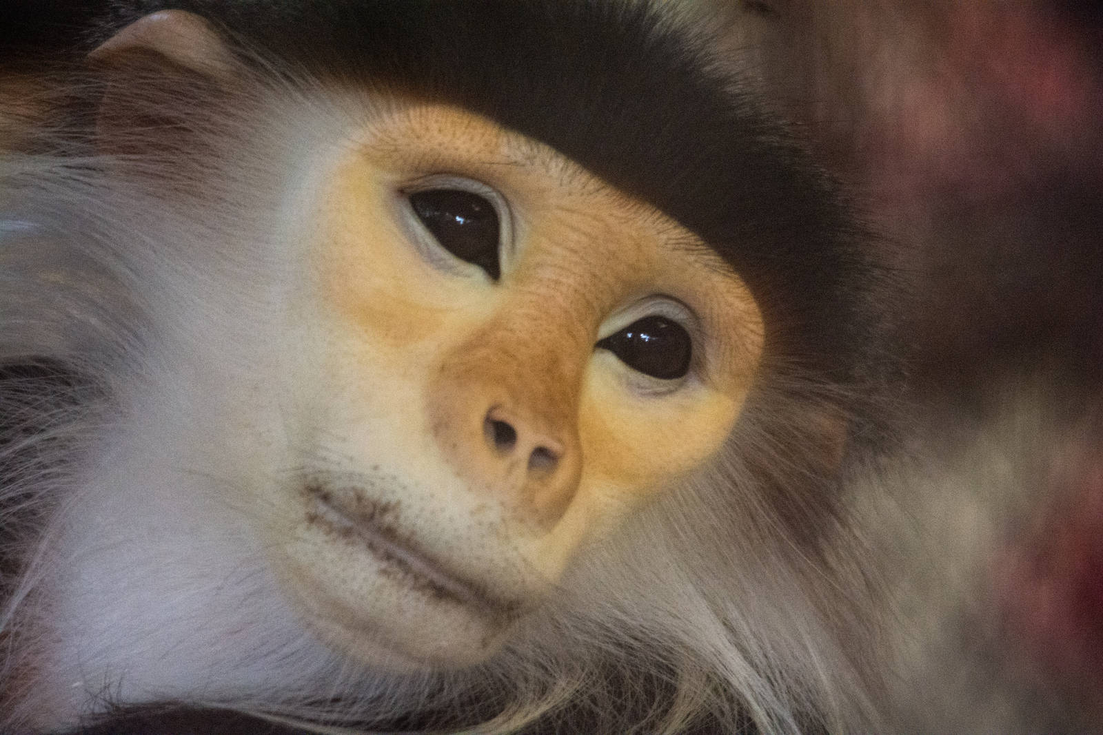 Red Shanked Douc Langur - Pygathrix nemaeus - Dusit Zoo 2014