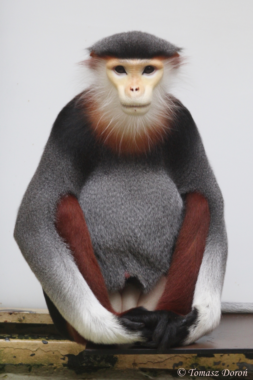 Red-shanked Douc Langur (Pygathrix nemaeus)