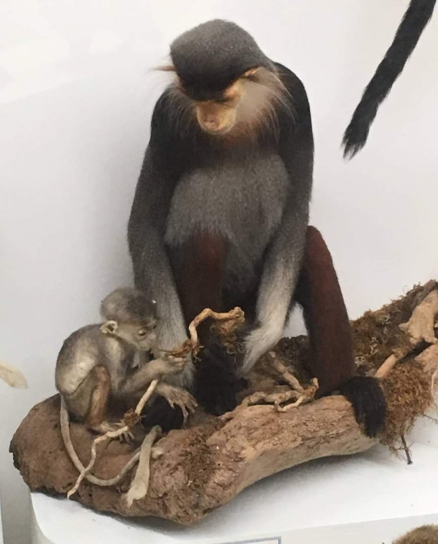 Red shanked douc langur (Pygathrix nemaeus)