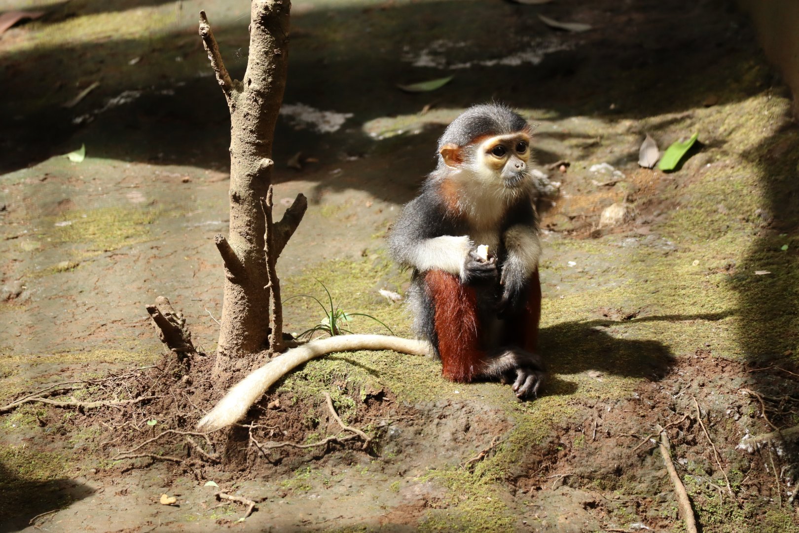 Red-shanked Douc Langur (Pygathrix nemaeus)