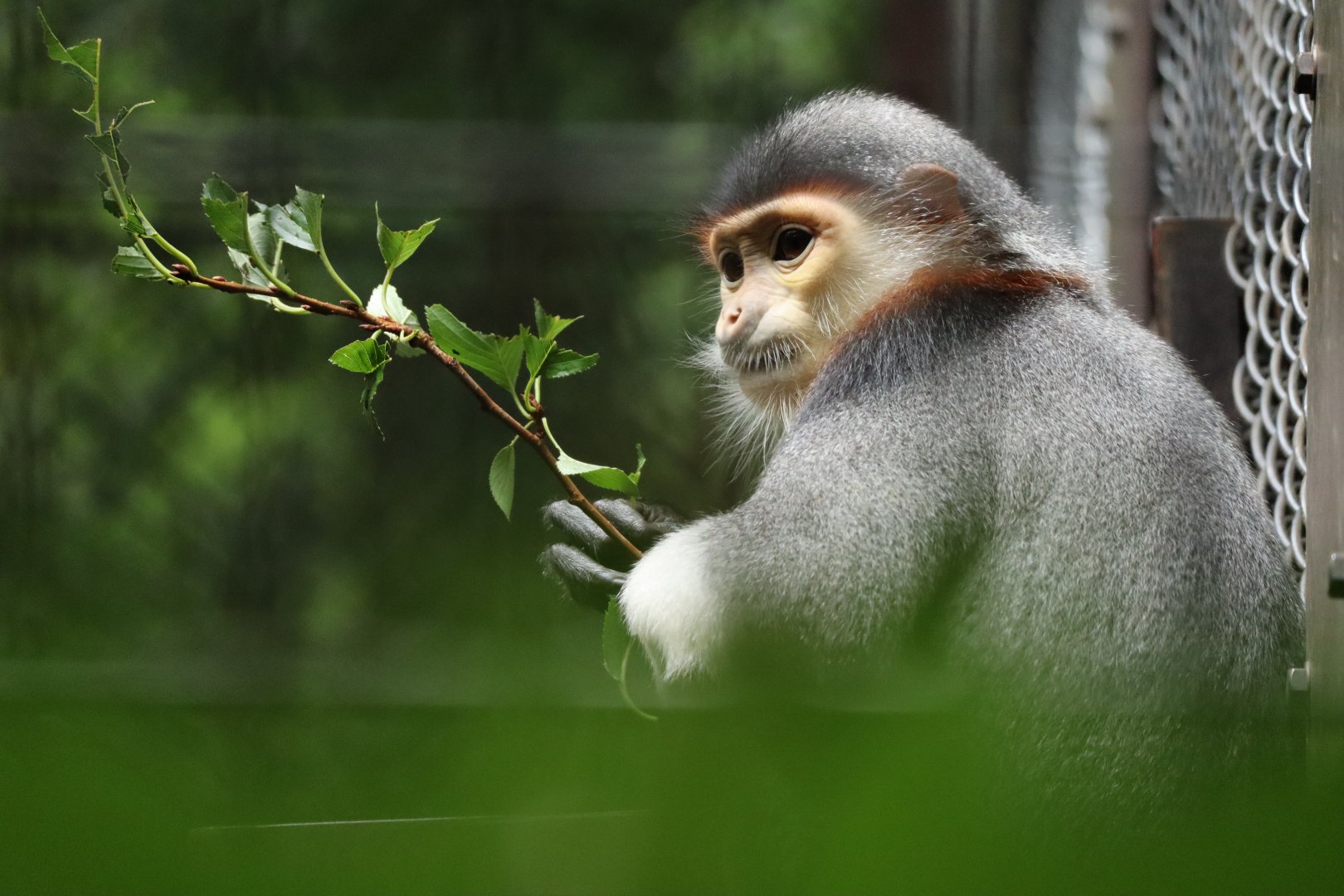 Red-shanked Douc Langur (Pygathrix nemaeus)