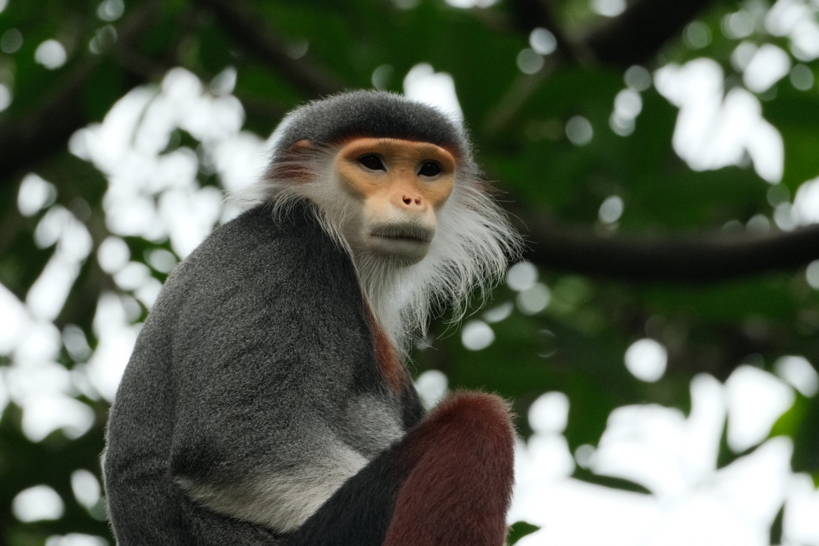Red-shanked Douc Langur (Pygathrix nemaeus)