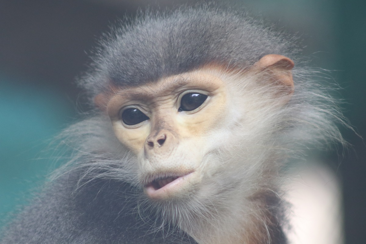 Red-shanked Douc Langur (Pygathrix nemaeus)