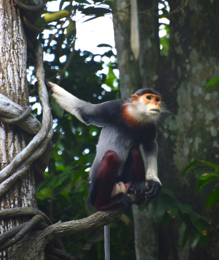 Red shanked douc langur, Pygathrix nemaeus
