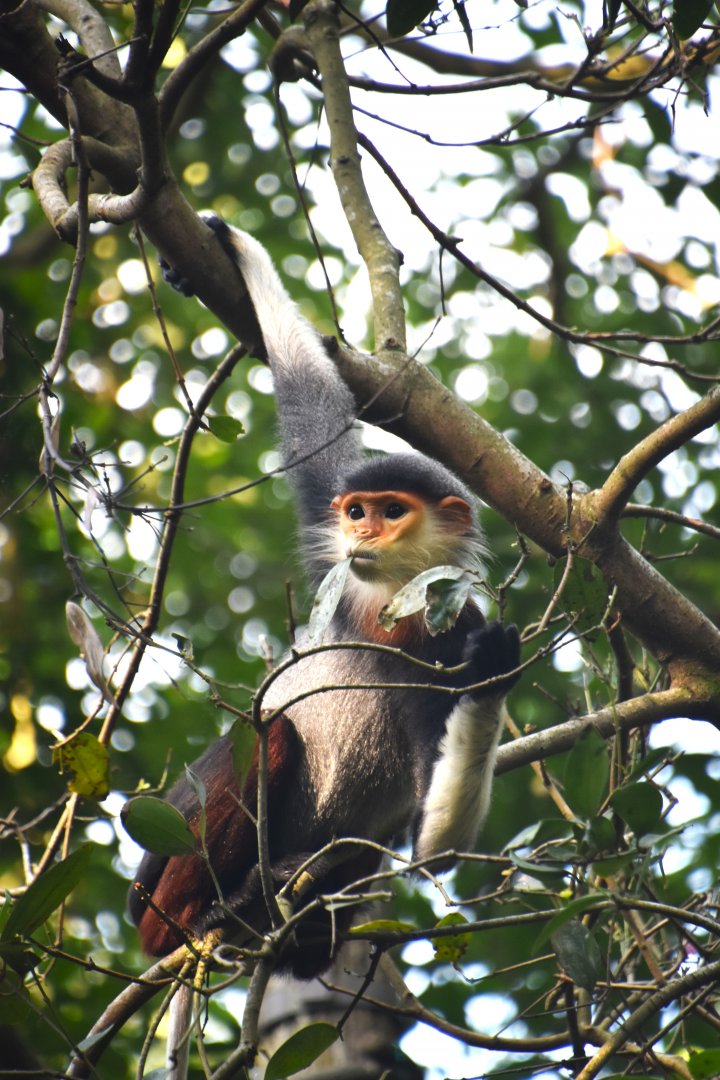 Red shanked douc langur, Pygathrix nemaeus