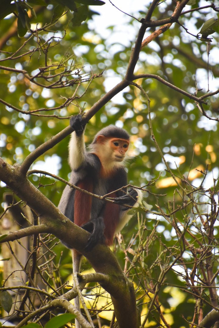 Red shanked douc langur, Pygathrix nemaeus