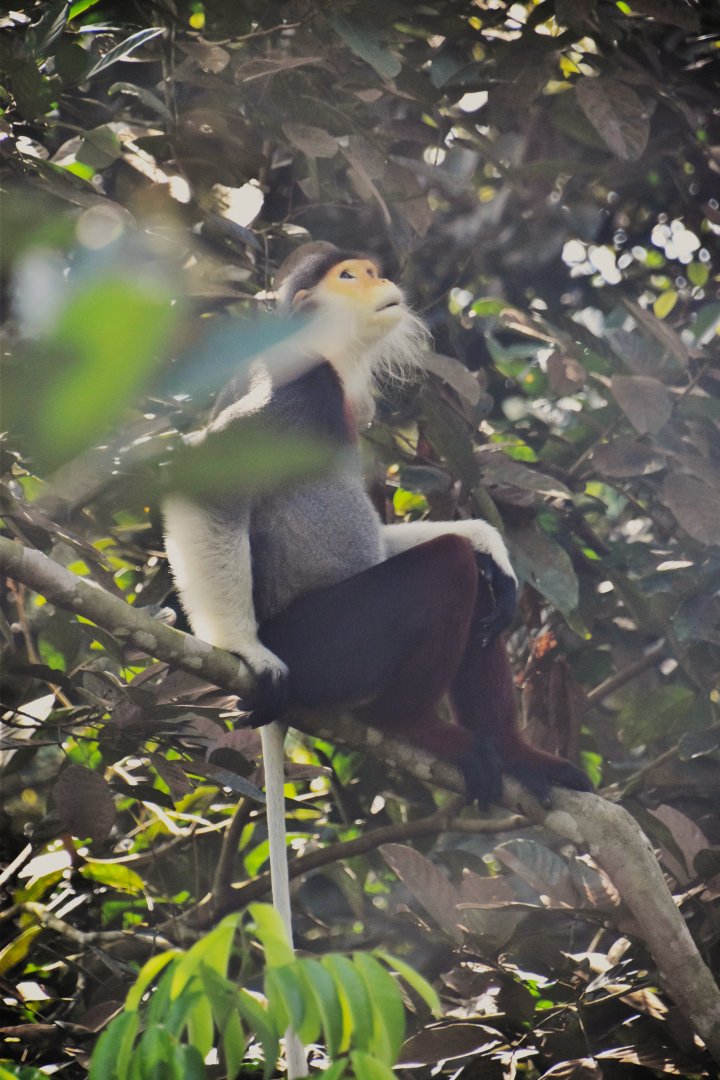 Red shanked douc langur, Pygathrix nemaeus