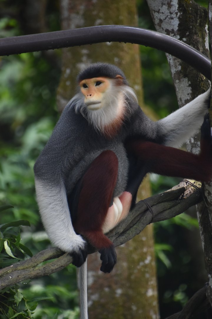 Red shanked douc langur, Pygathrix nemaeus