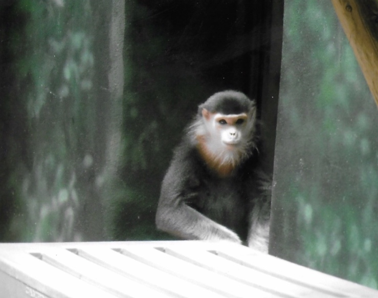 Red shanked douc langur Toi 2014