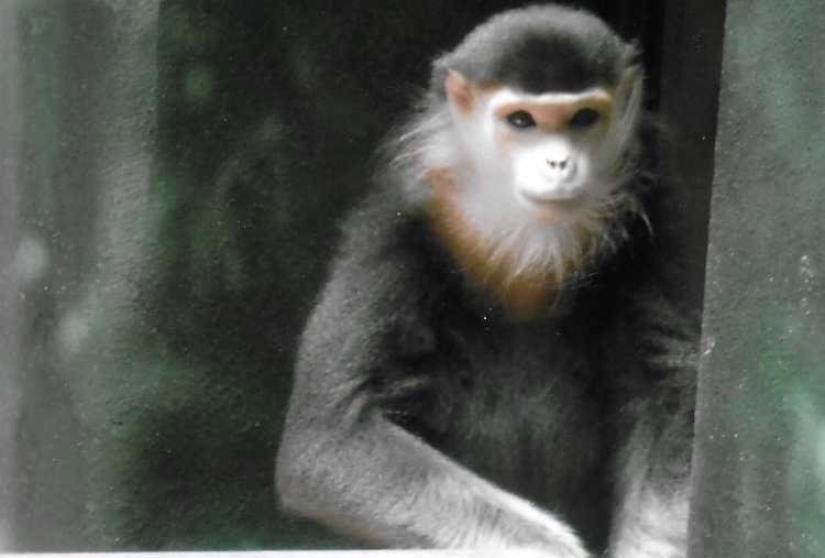 Red shanked douc langur Toi 2014