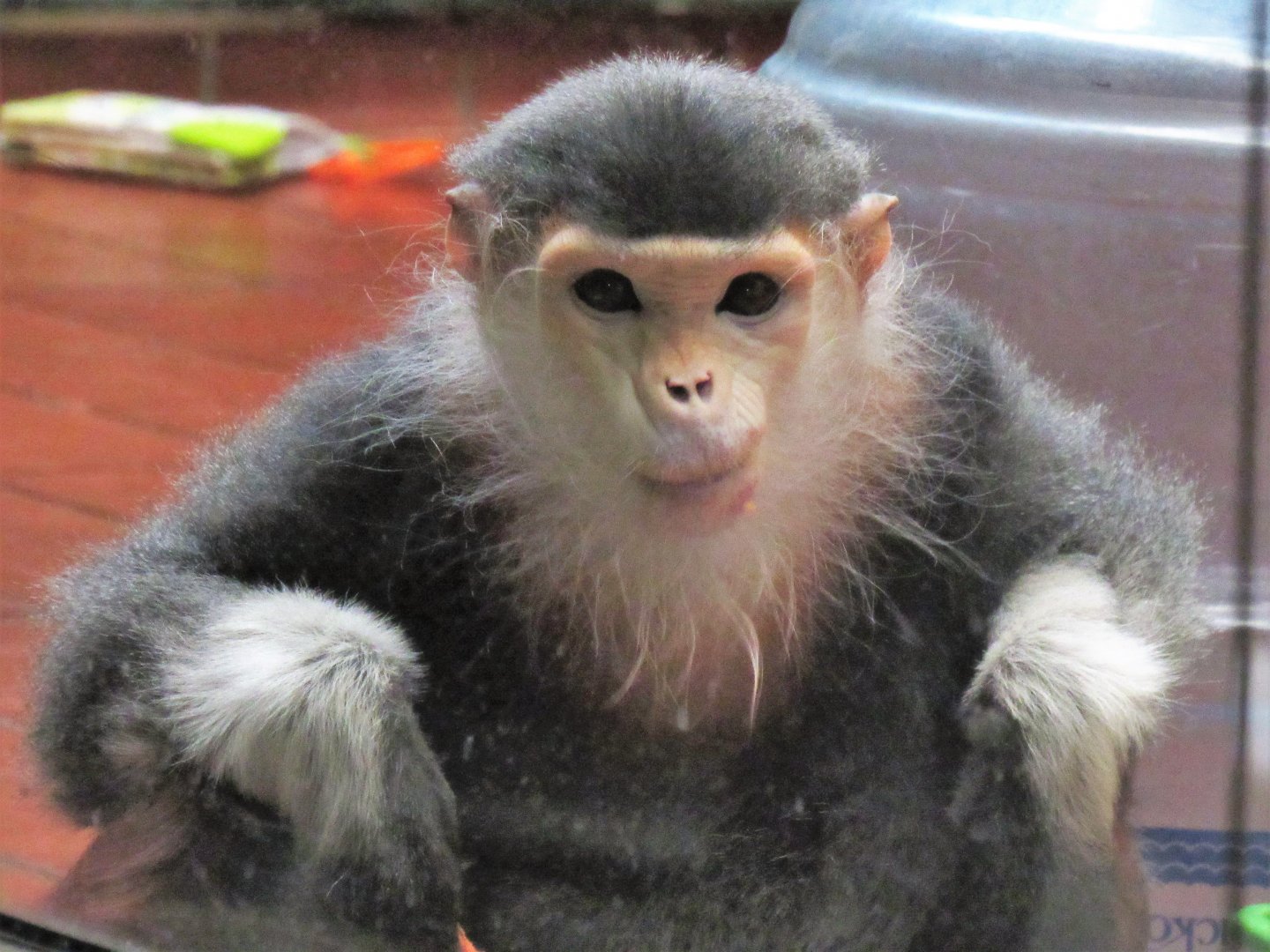 Red Shanked Douc Langur, Toi