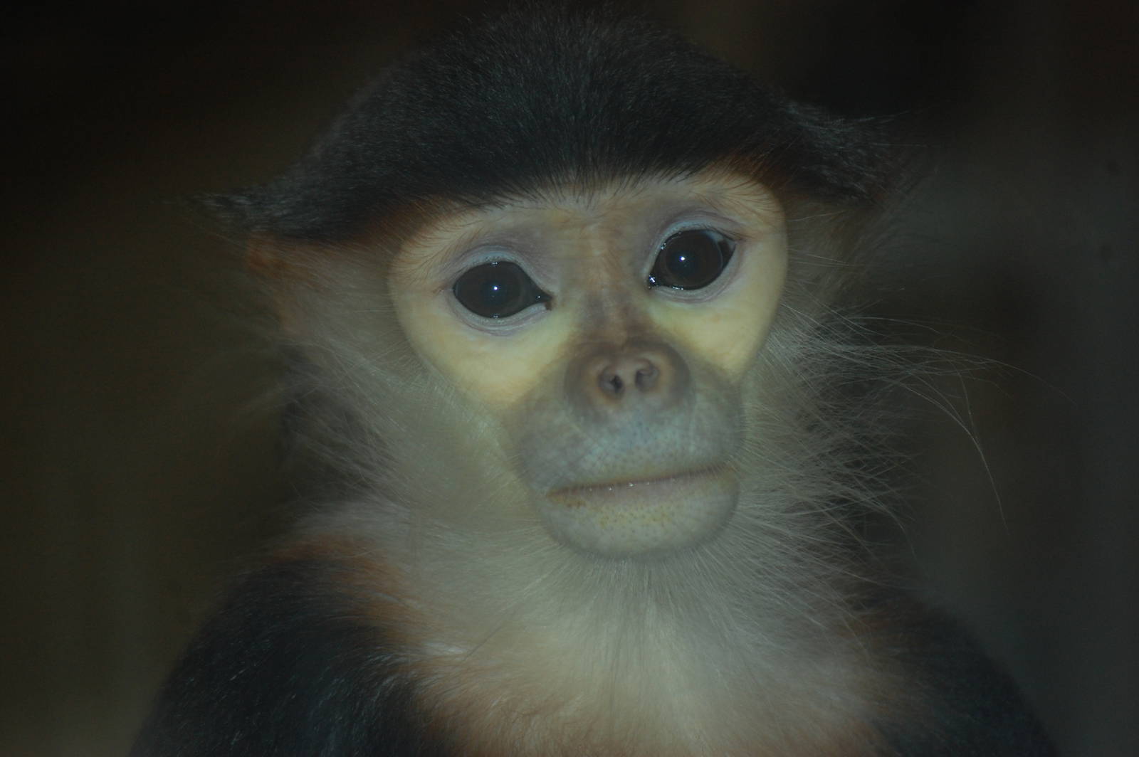 Red-shanked douc langur